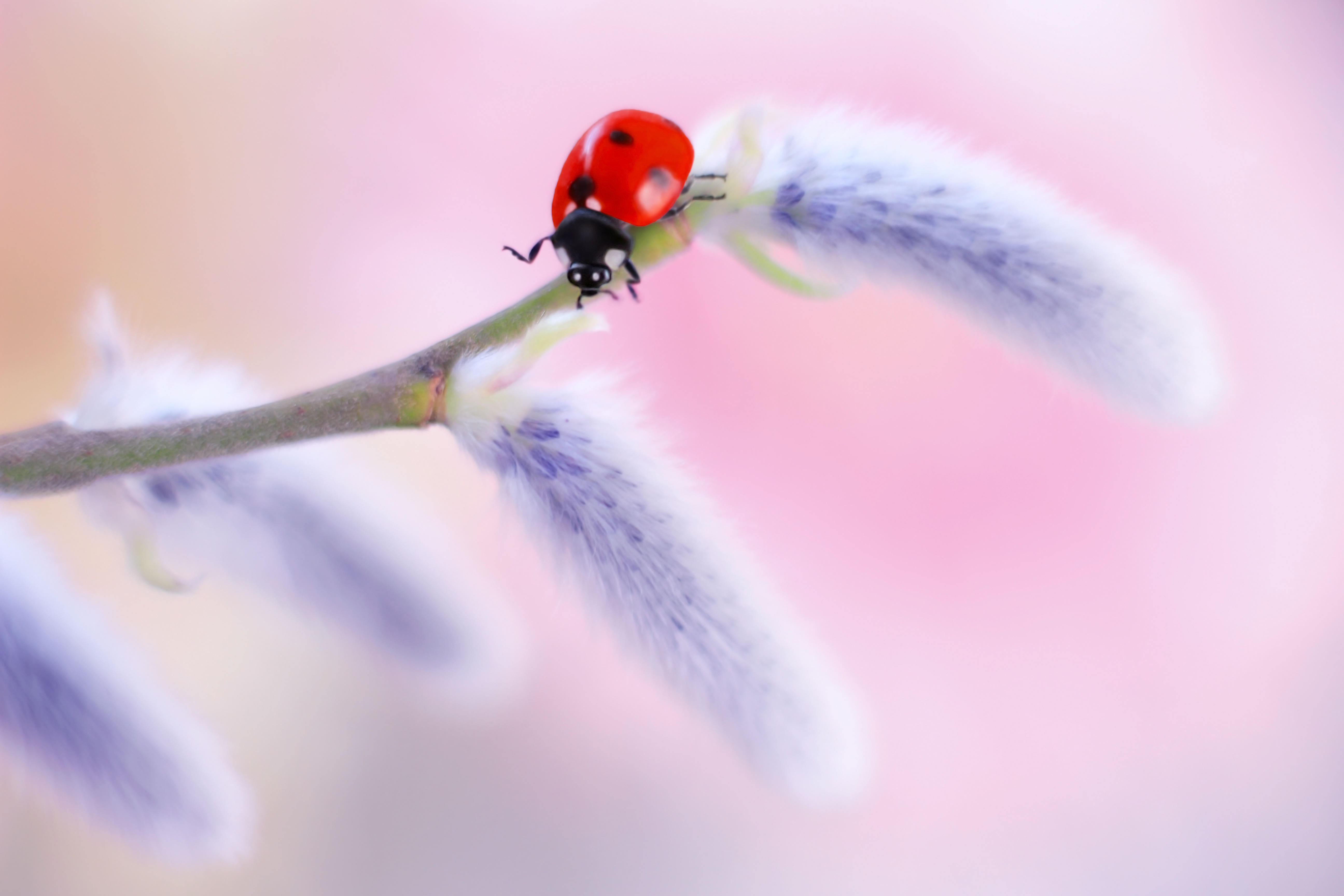 Wallpapers ladybug insects branch on the desktop