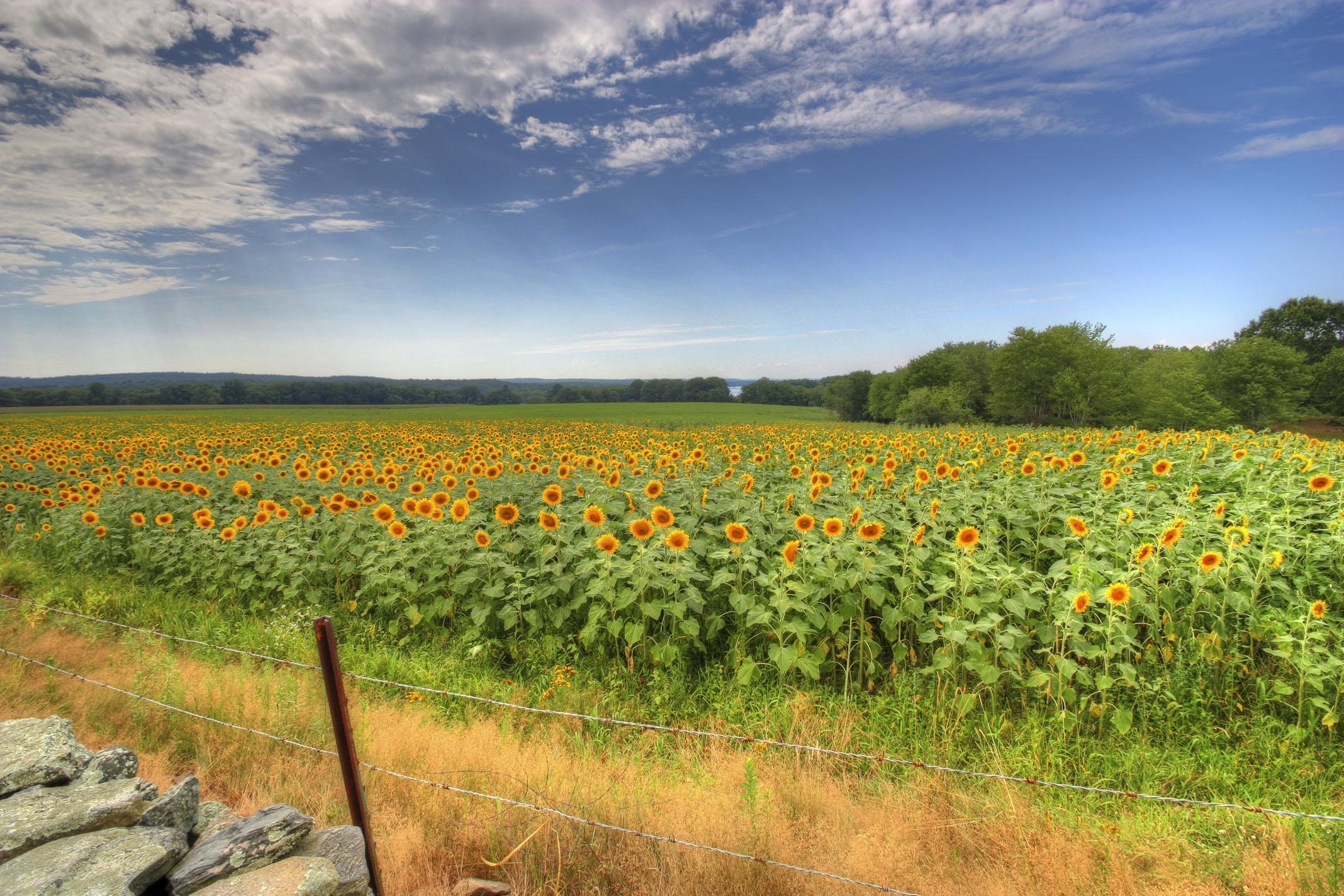 Photo free flowers, landscape, many sunflowers