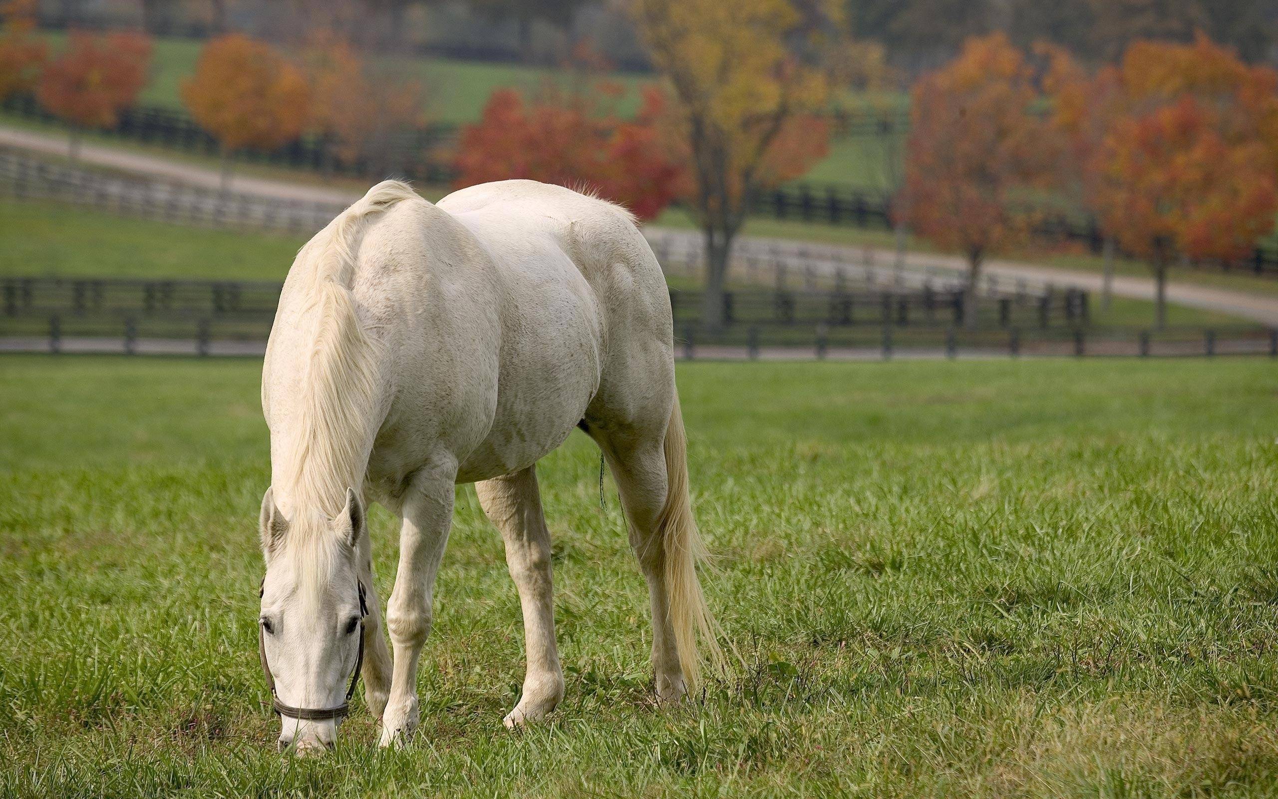 Wallpapers white horse horse field on the desktop