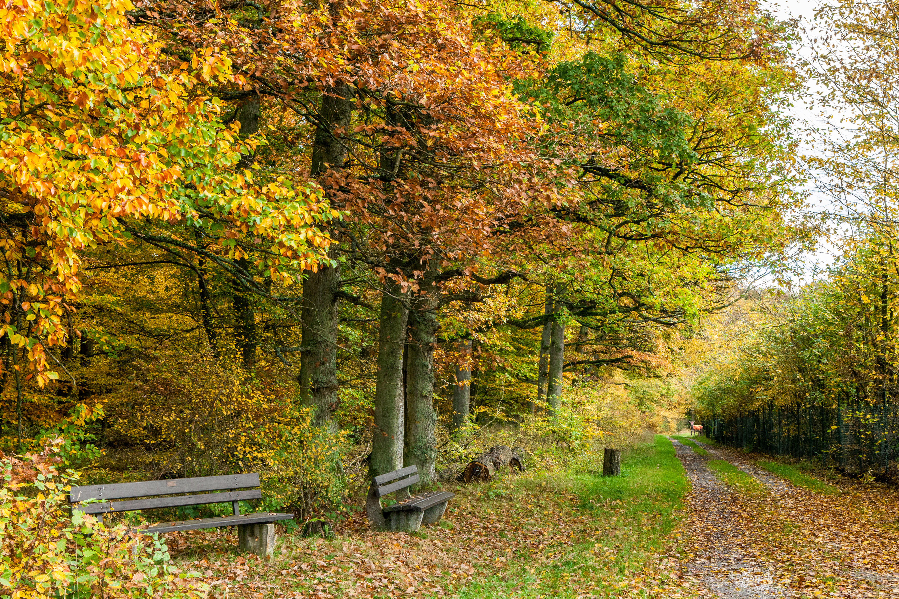 Autumn park with wooden benches and fallen leaves