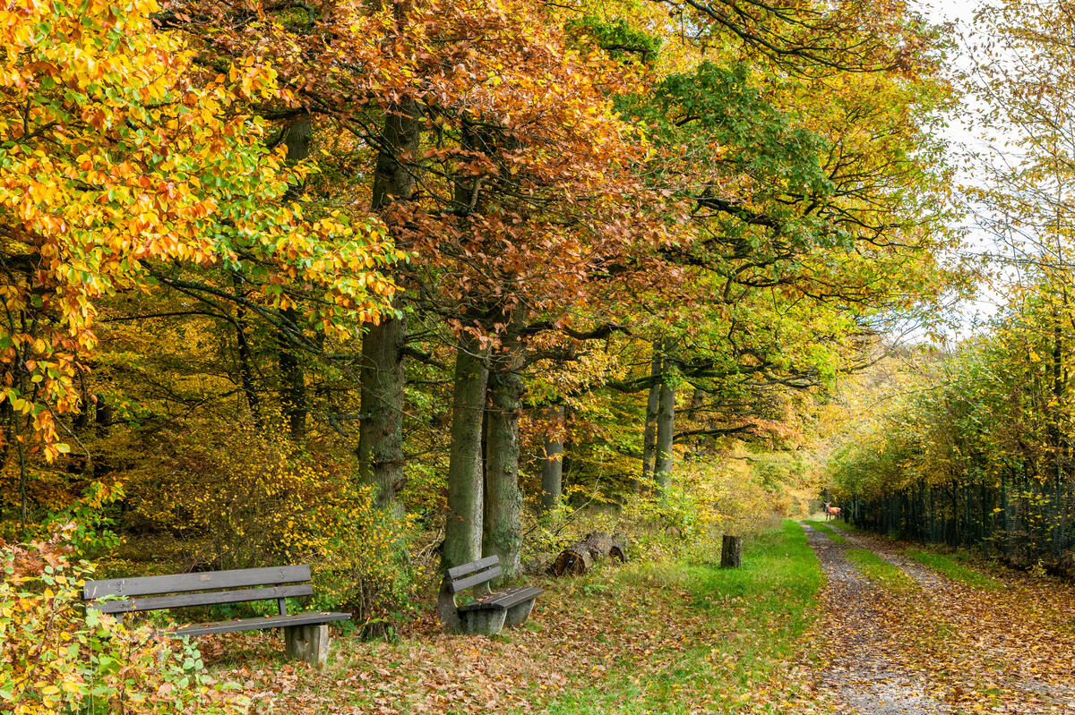 Осенний парк с с деревянными скамейками и опавшими листьями
