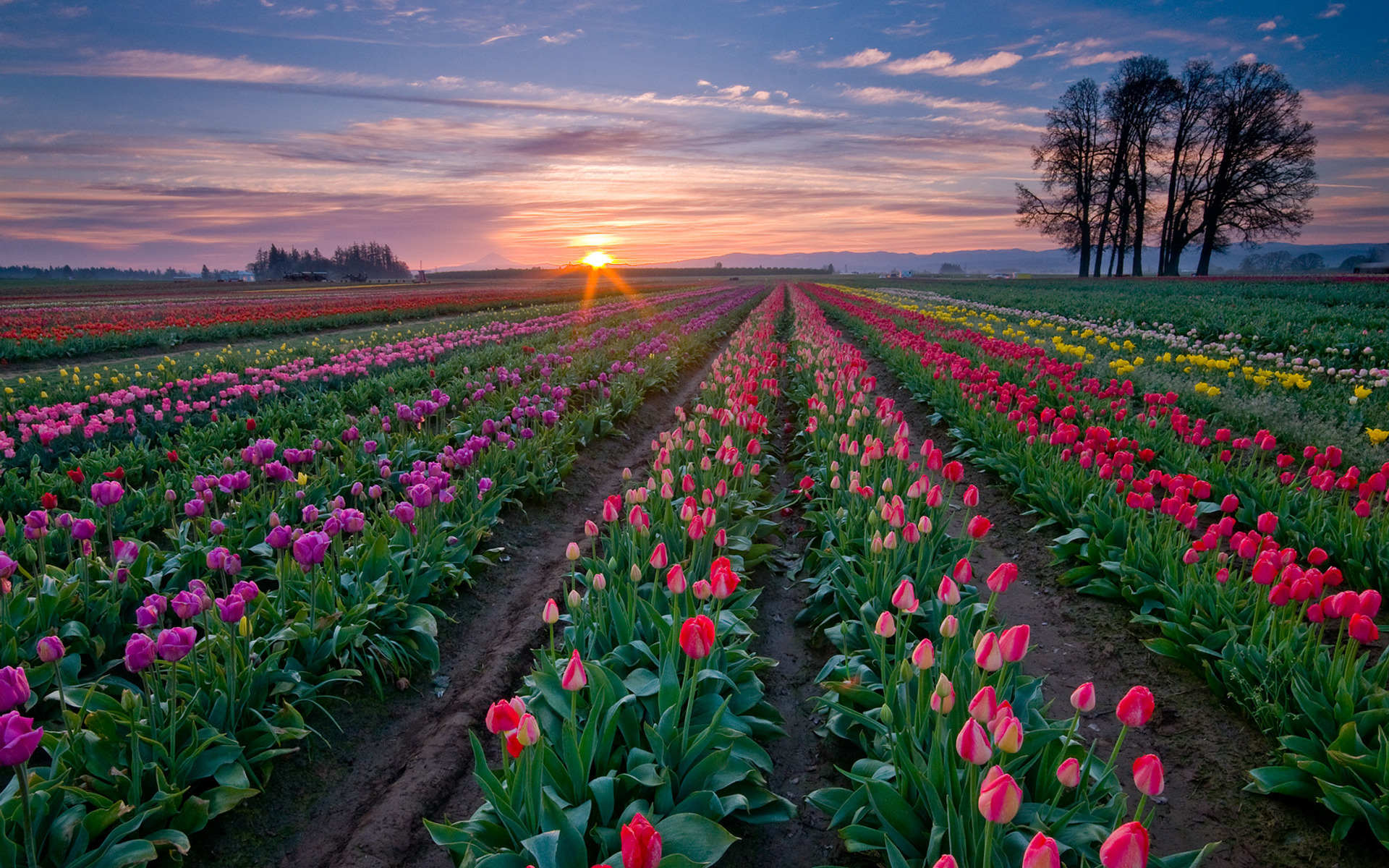 Обои поле грядки тюльпаны на рабочий стол