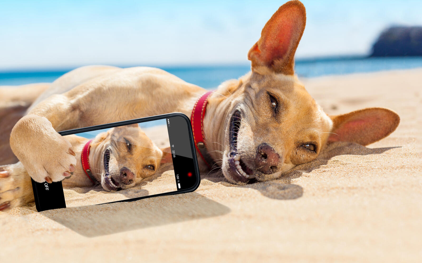 Wallpapers dog selfie beach on the desktop