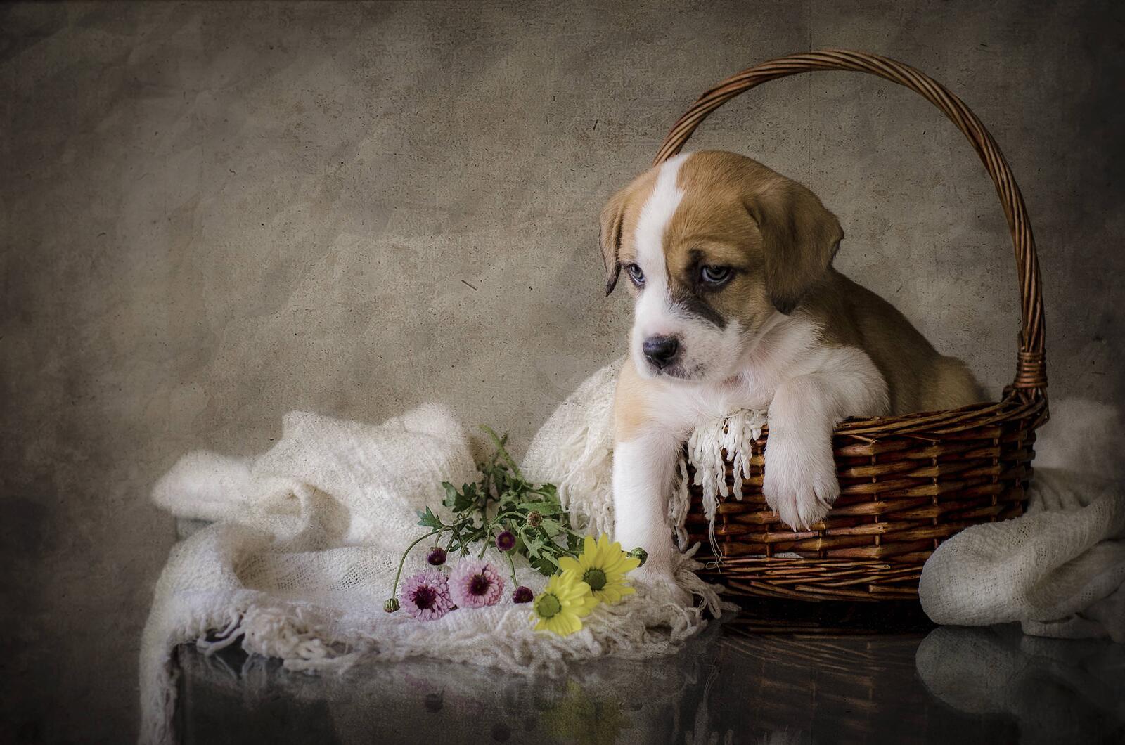 Wallpapers table basket puppy on the desktop