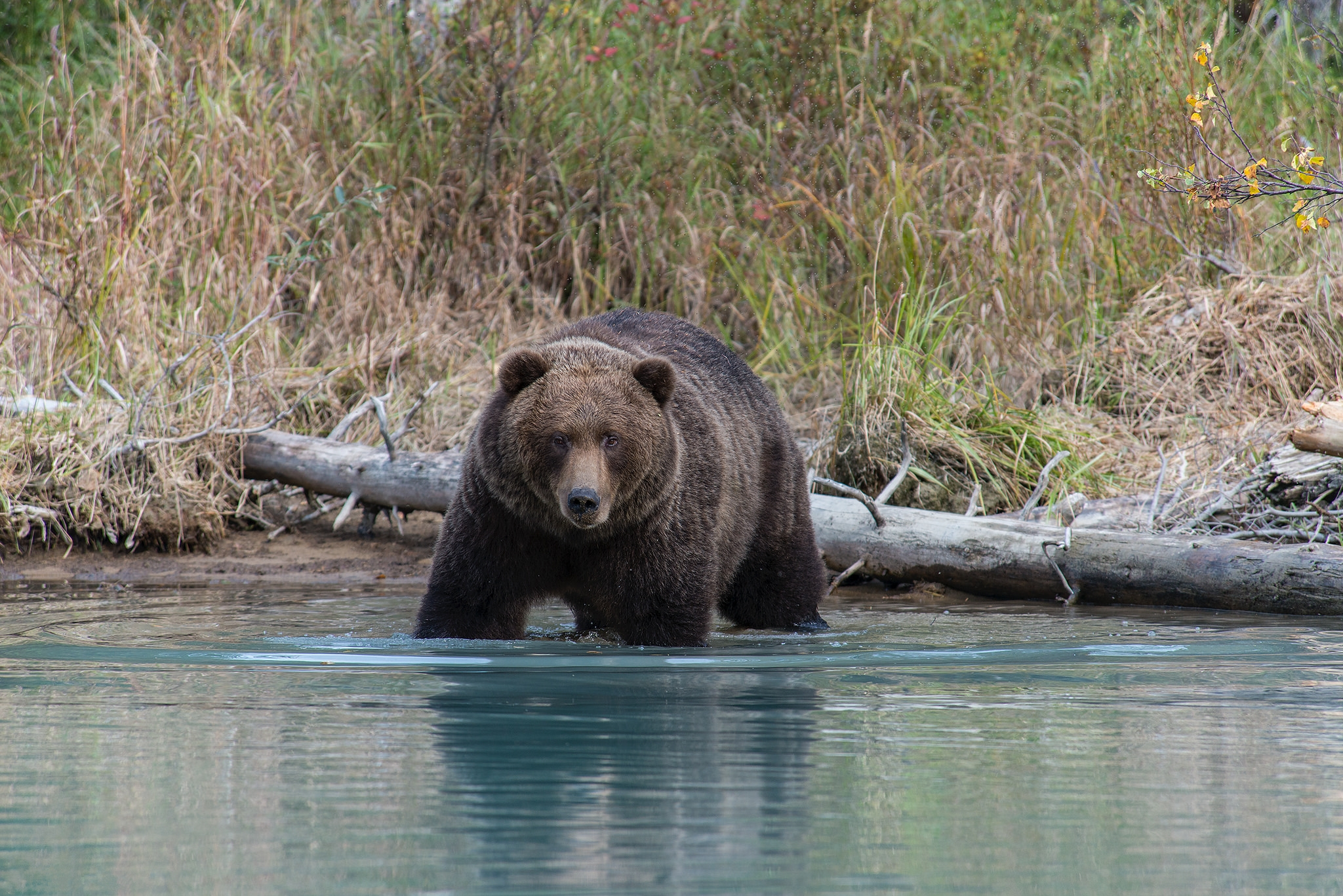 Обои Гризли бурый медведь Национальный парк Лейк Кларк на рабочий стол