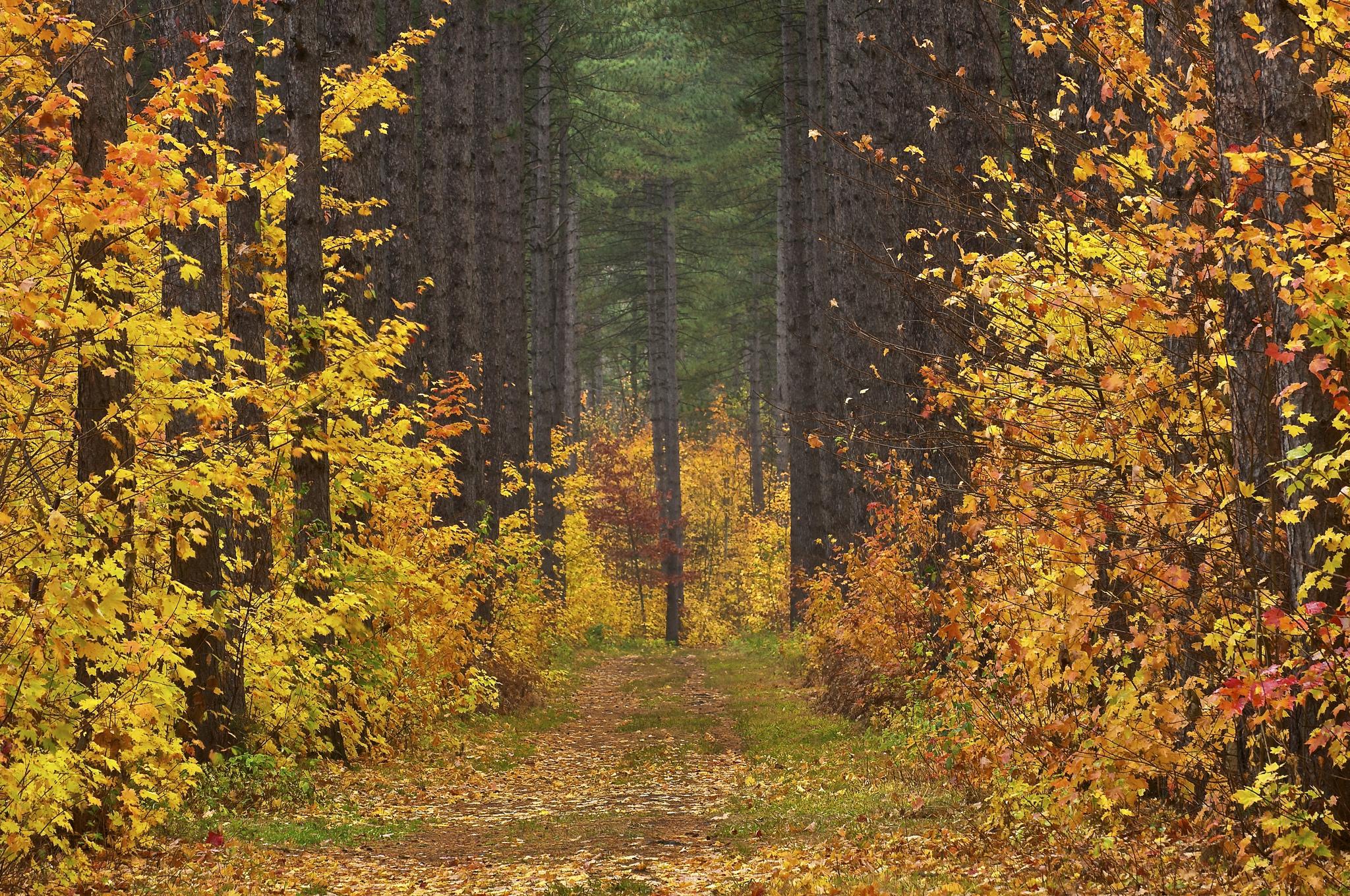 Wallpapers forest autumn forest yellow leaves on the desktop
