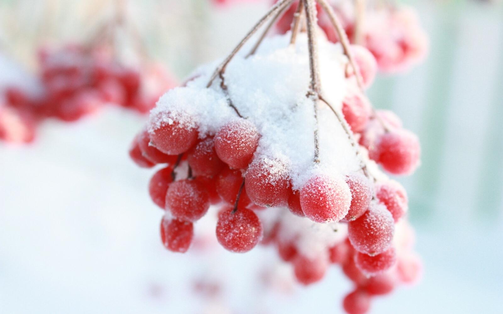 Обои зима ягоды снег на рабочий стол
