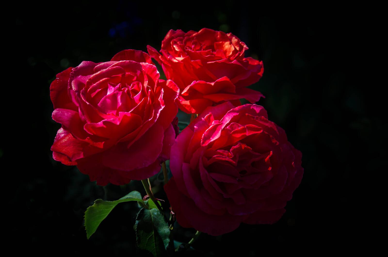 Обои роза чёрный фон розы на рабочий стол