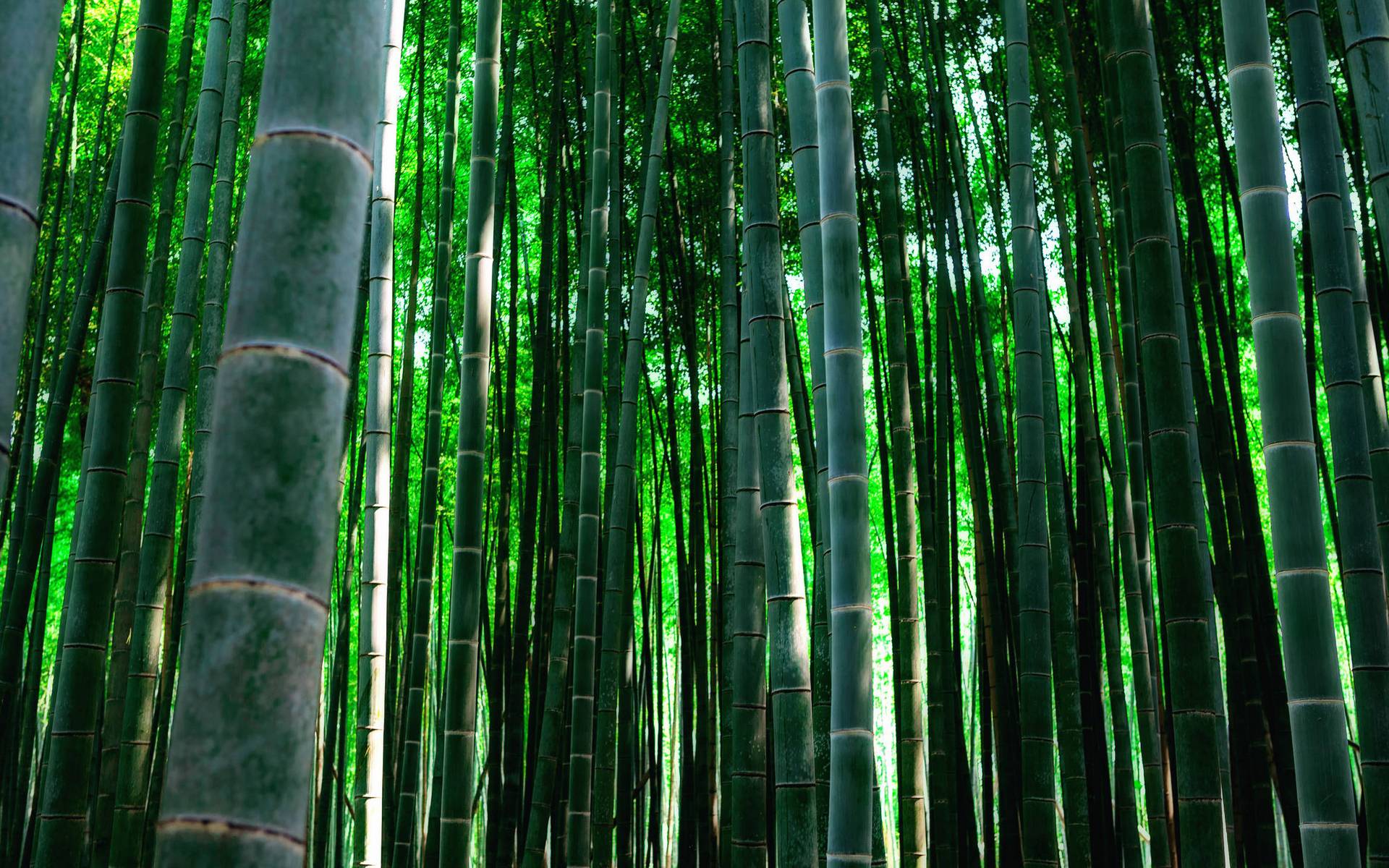 Обои бамбуковая роща трава стебли на рабочий стол