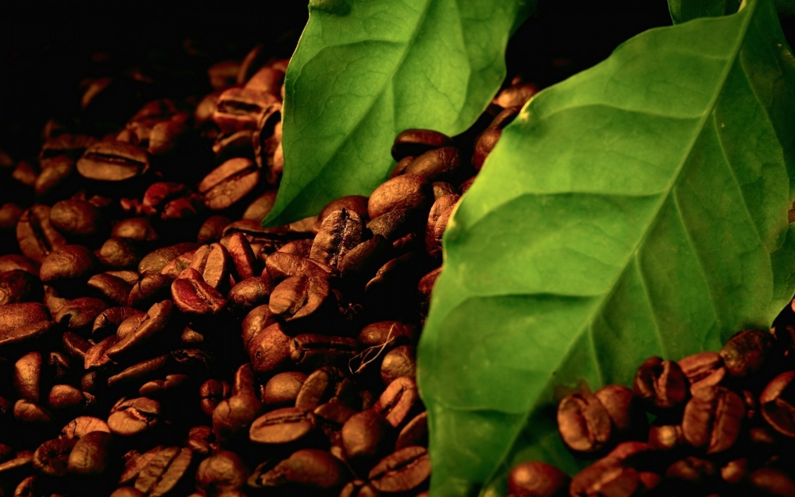 Фото бесплатно кофе, зерна, листья