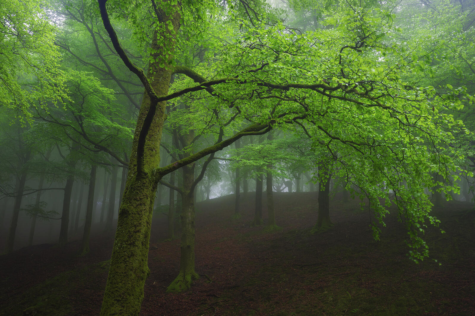 Wallpapers green foliage fog green leaves on the desktop