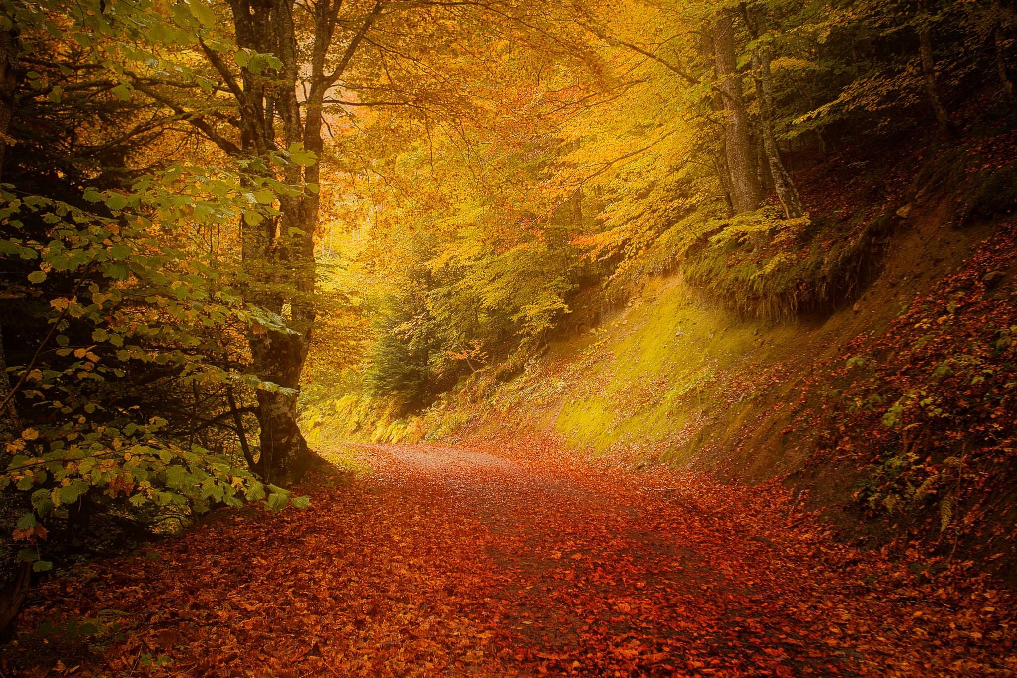 Wallpapers road in the forest fallen leaves road on the desktop
