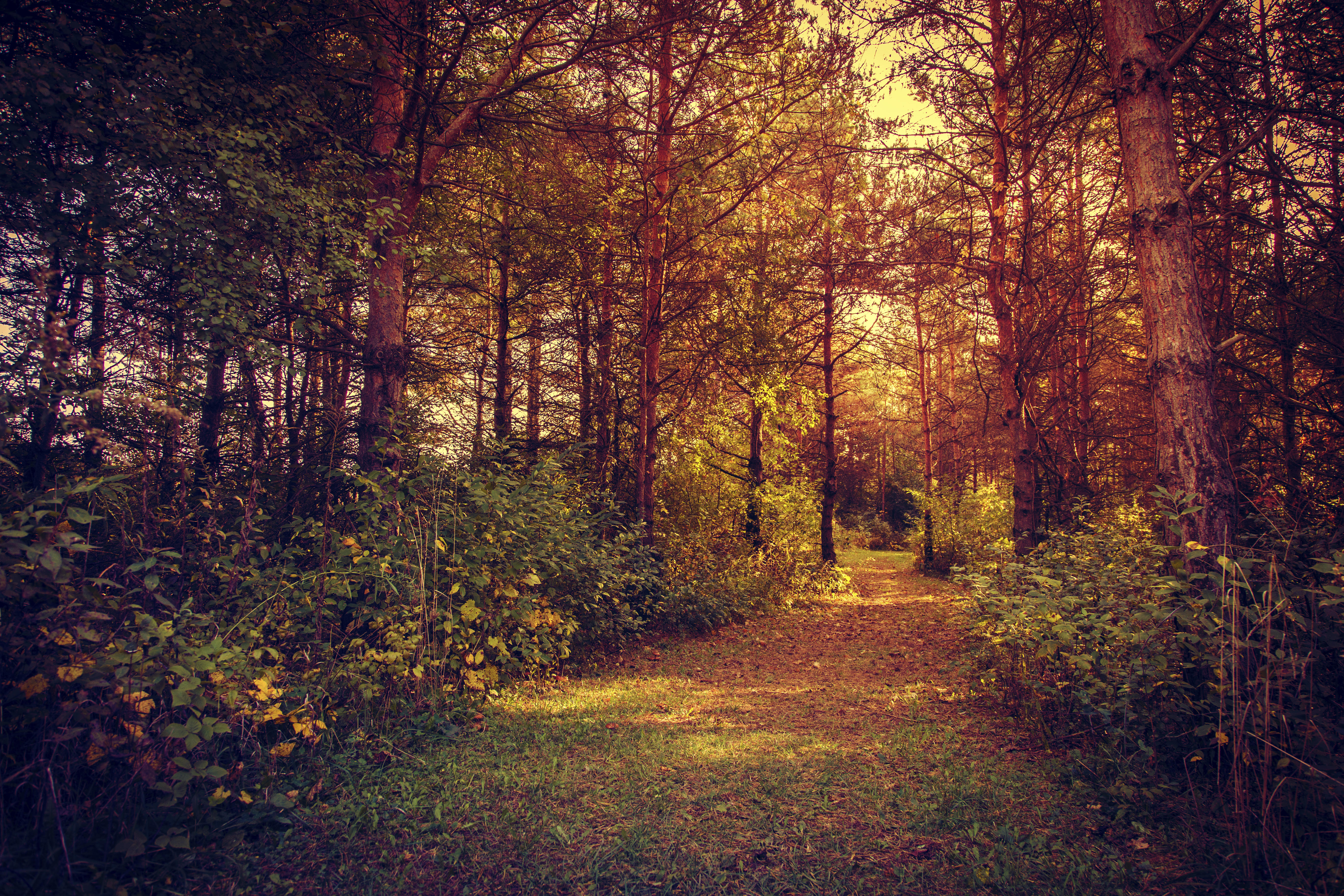 Фото бесплатно опавшие листья, дорога, лес