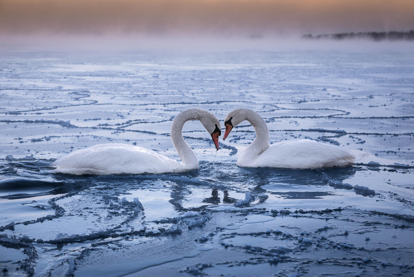 Free photo Two white swans floating on a river with large ice floes