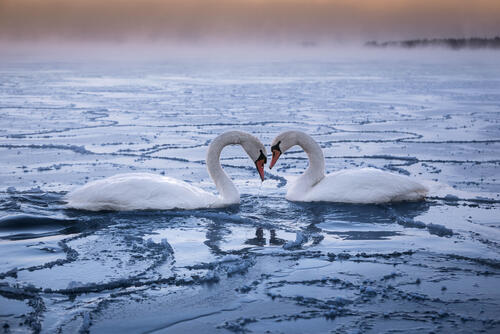Two white swans floating on a river with large ice floes