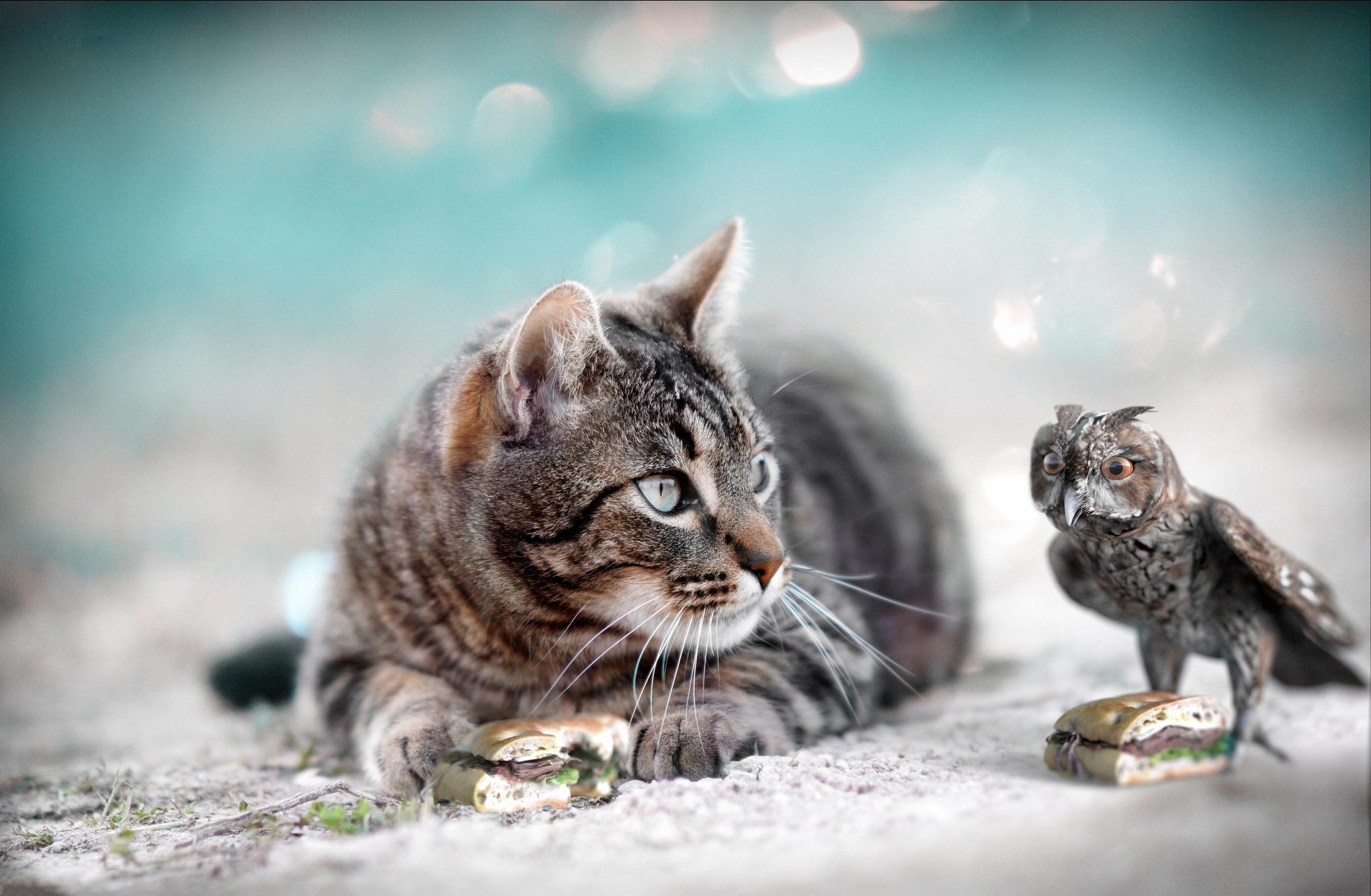 Cat and Eagle Owl