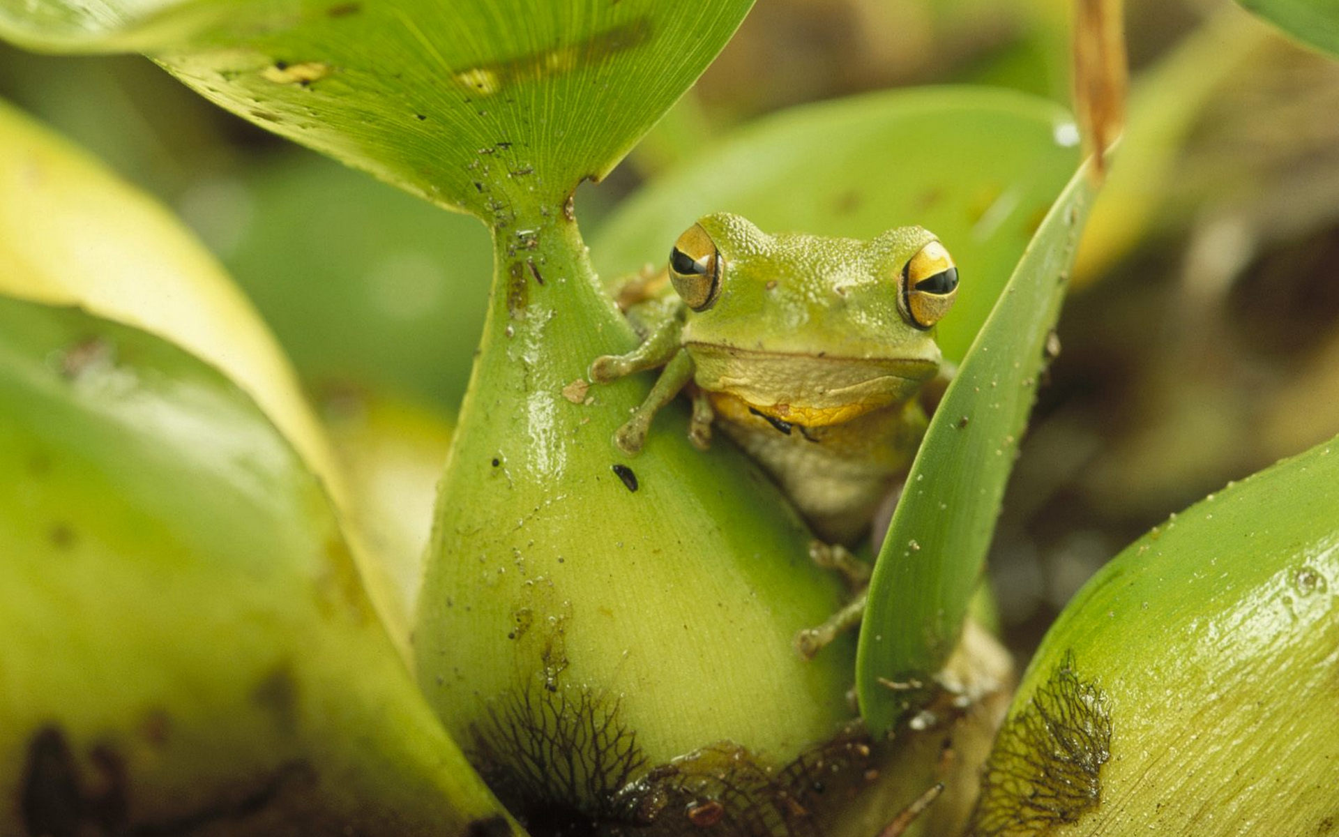 Wallpapers plant frog green on the desktop