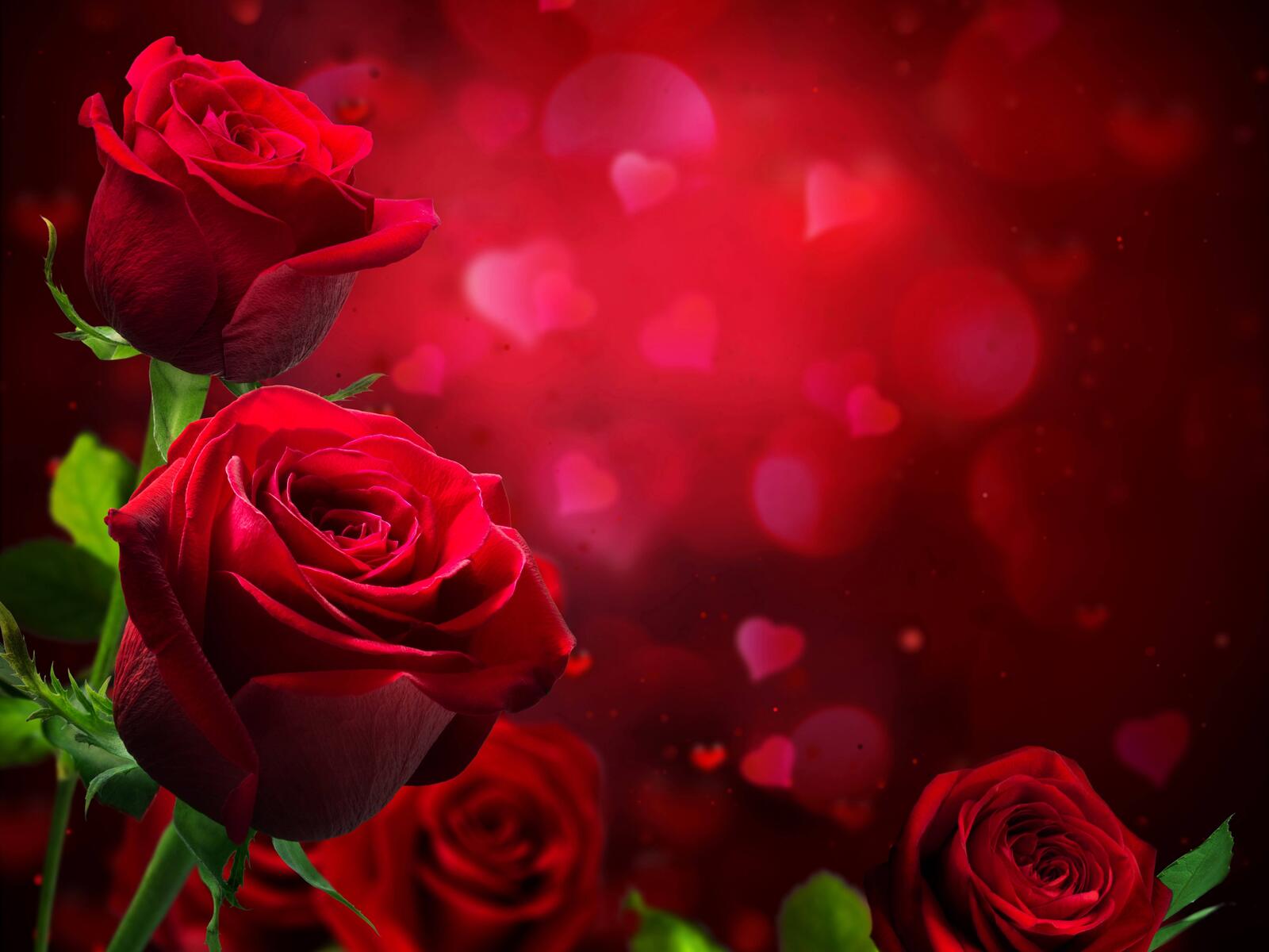 Обои флора красные розы цветы на рабочий стол