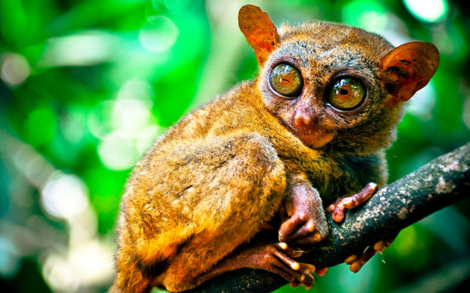 Wallpapers animals tarsier big eyes on the desktop