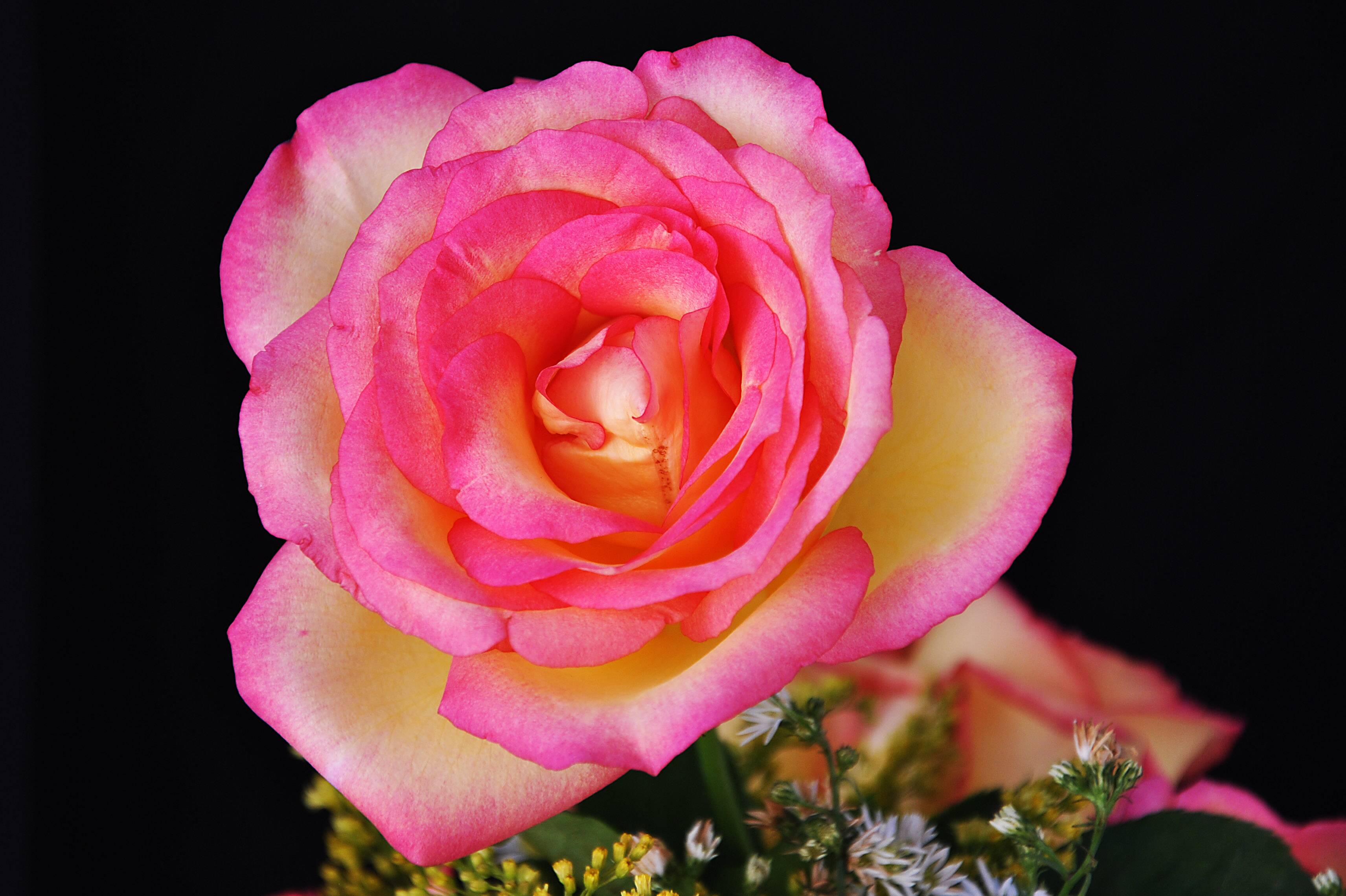 Обои розовые бутоны букет розовых роз роза на рабочий стол