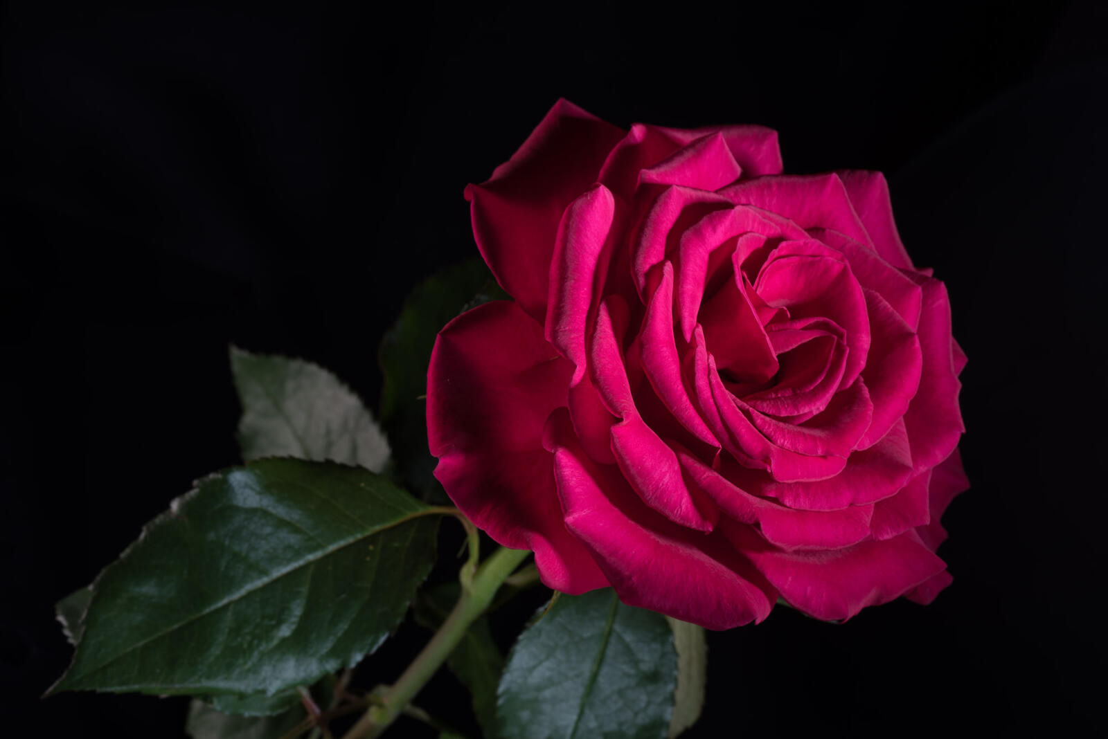 Обои черный фон флора роза на рабочий стол