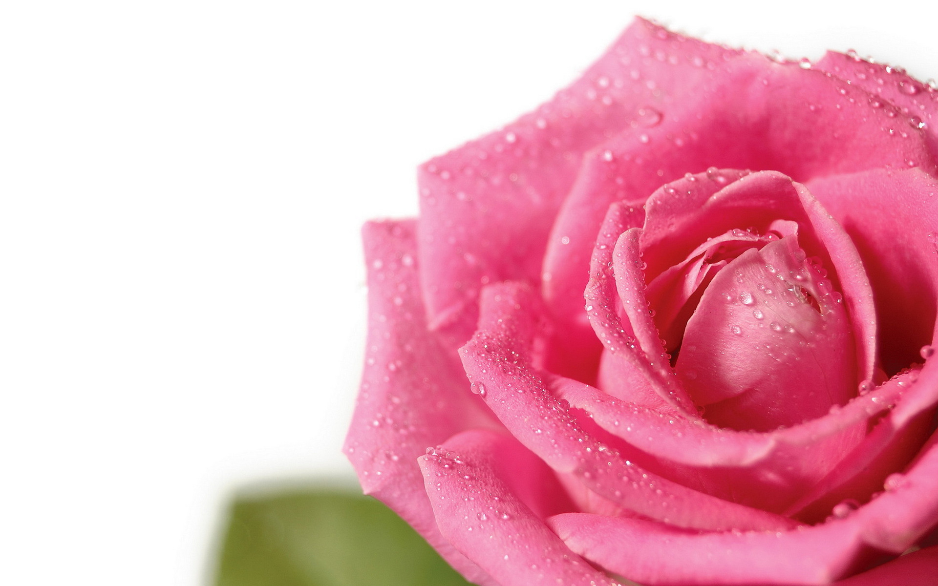 Photo free rose, drops, pink