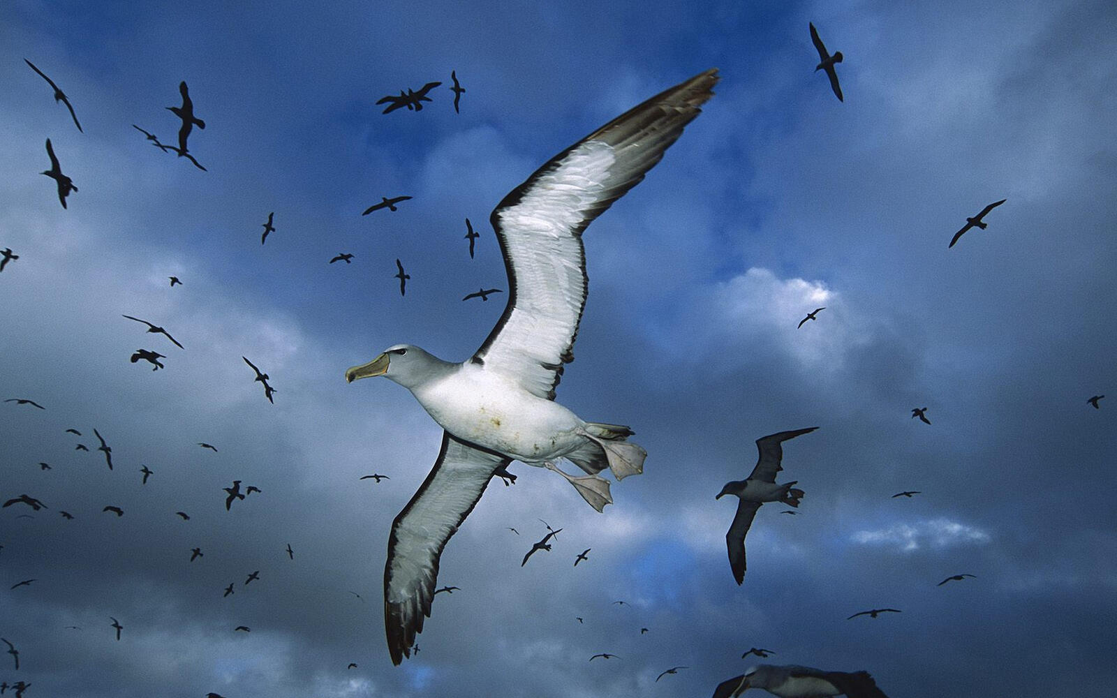 Wallpapers albatrosses flock flight on the desktop