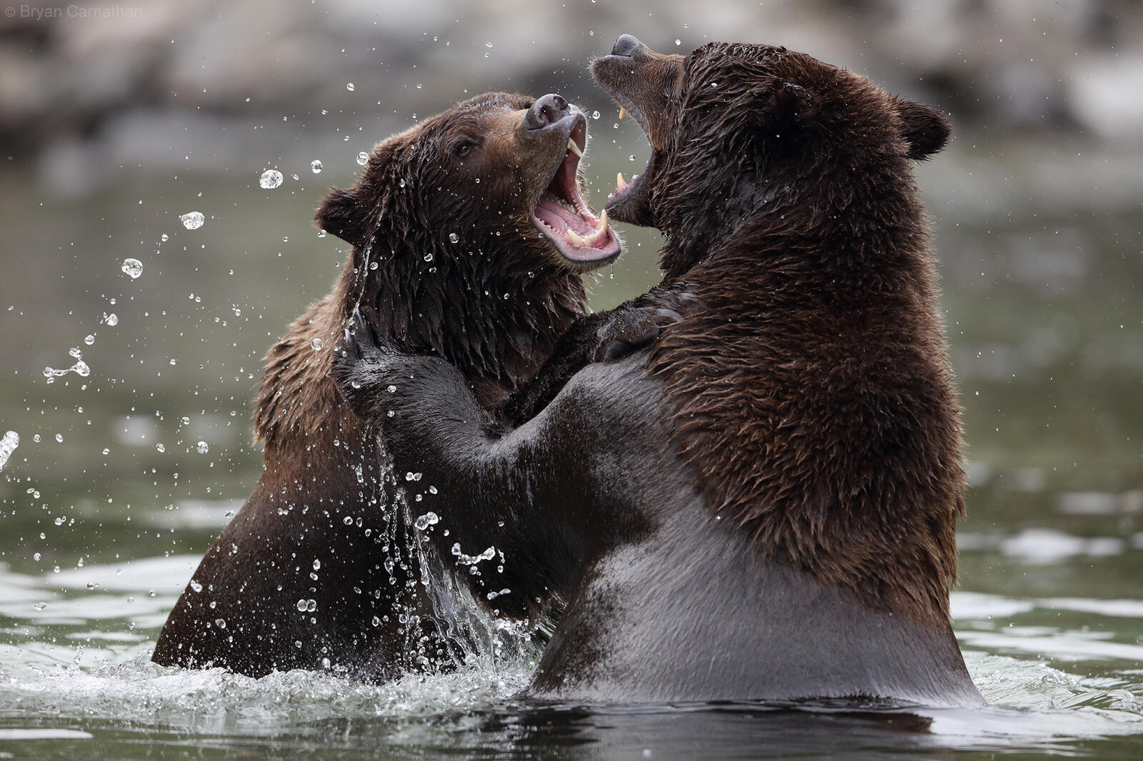 Обои Бурый Медведь Национальный Парк Катмай Аляска на рабочий стол