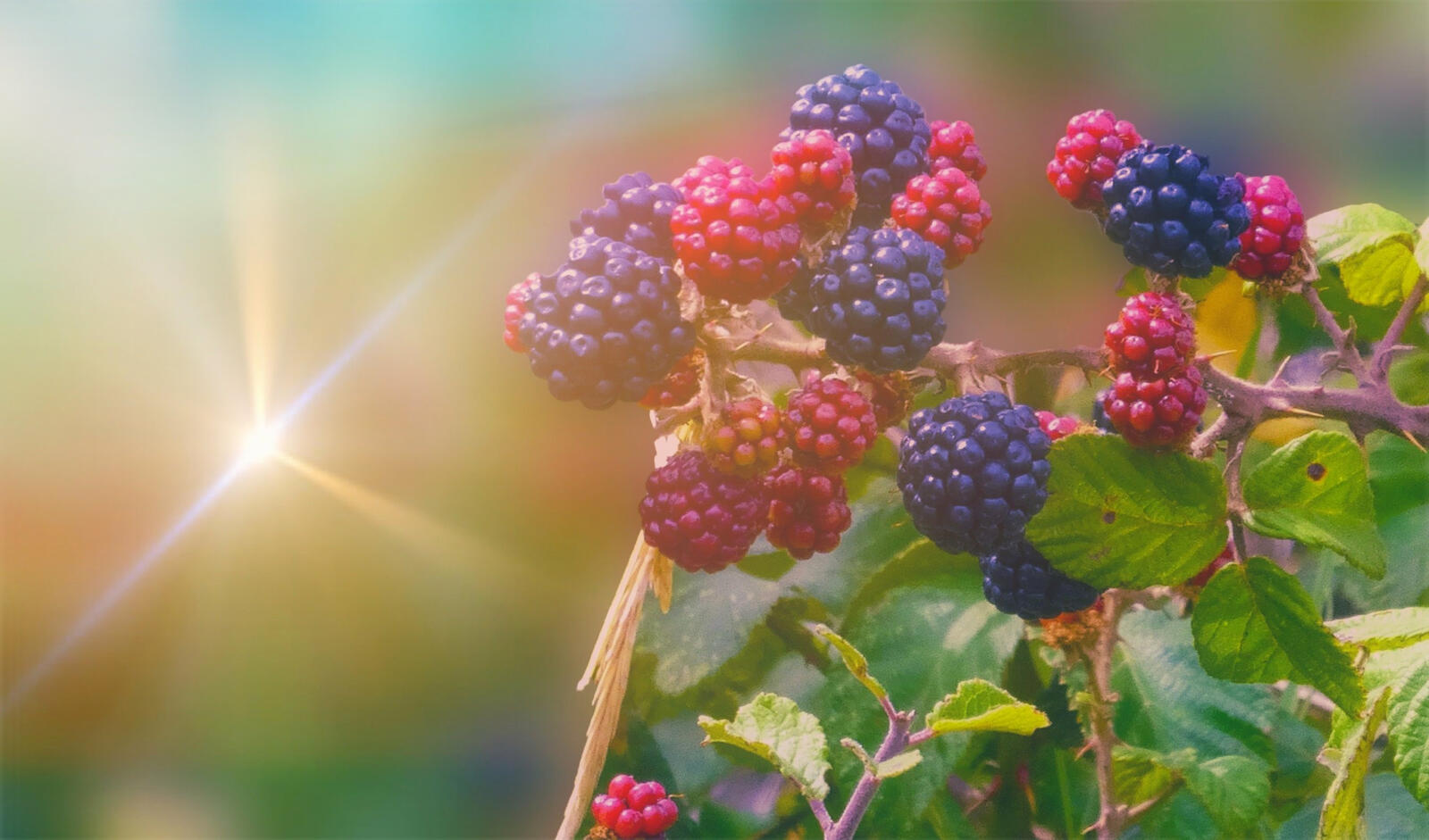 Wallpapers blackberry berries bushes on the desktop