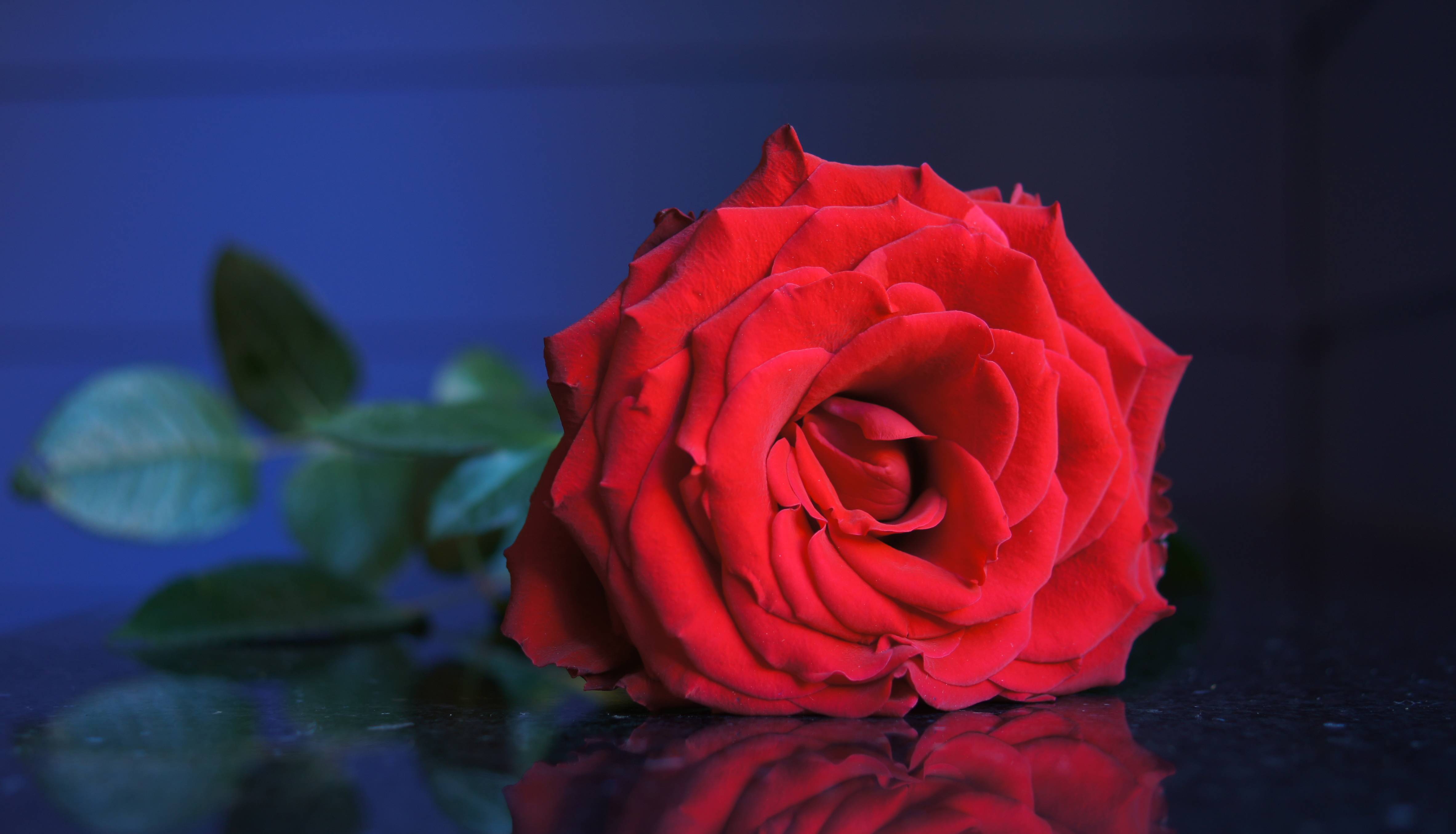 Фото бесплатно флора, красные розы, одинокая роза