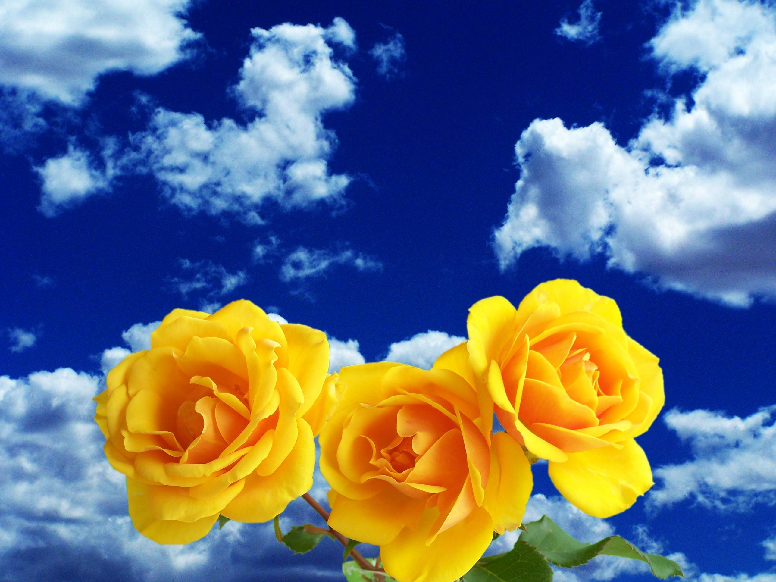 Фото цветок цветы желтые цветы - бесплатные картинки на Fonwall