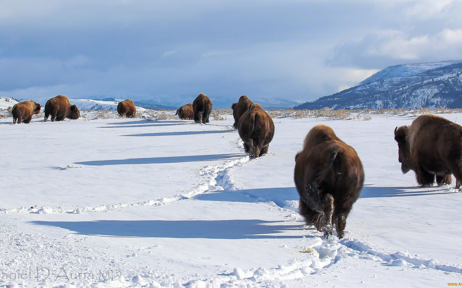 Wallpapers winter bison herd on the desktop