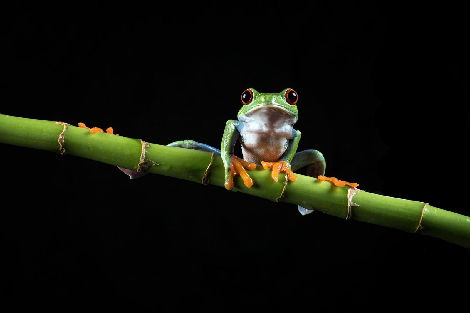 Wallpapers frog long branch bamboo on the desktop