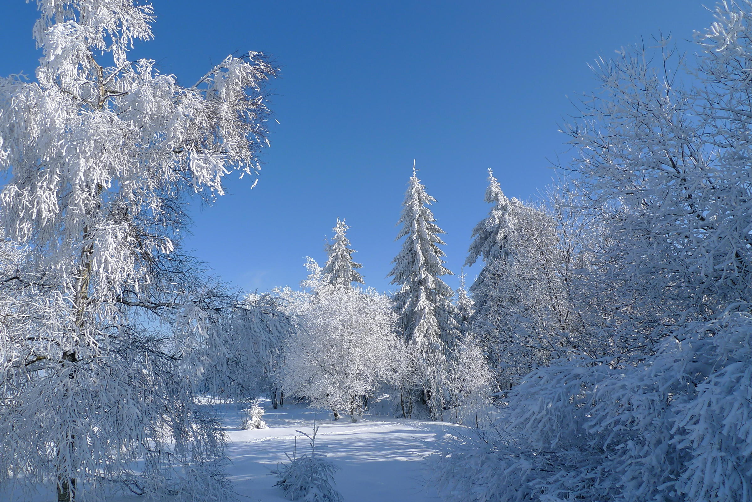 Photo free snow on trees, snow, landscape