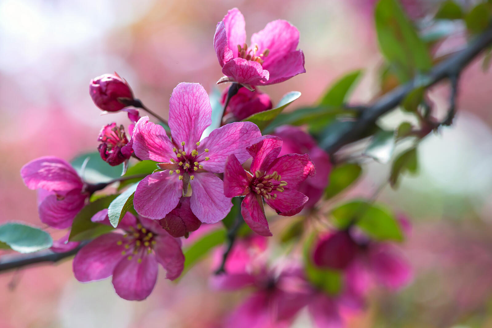 Обои сакура цветение цветы вишни на рабочий стол