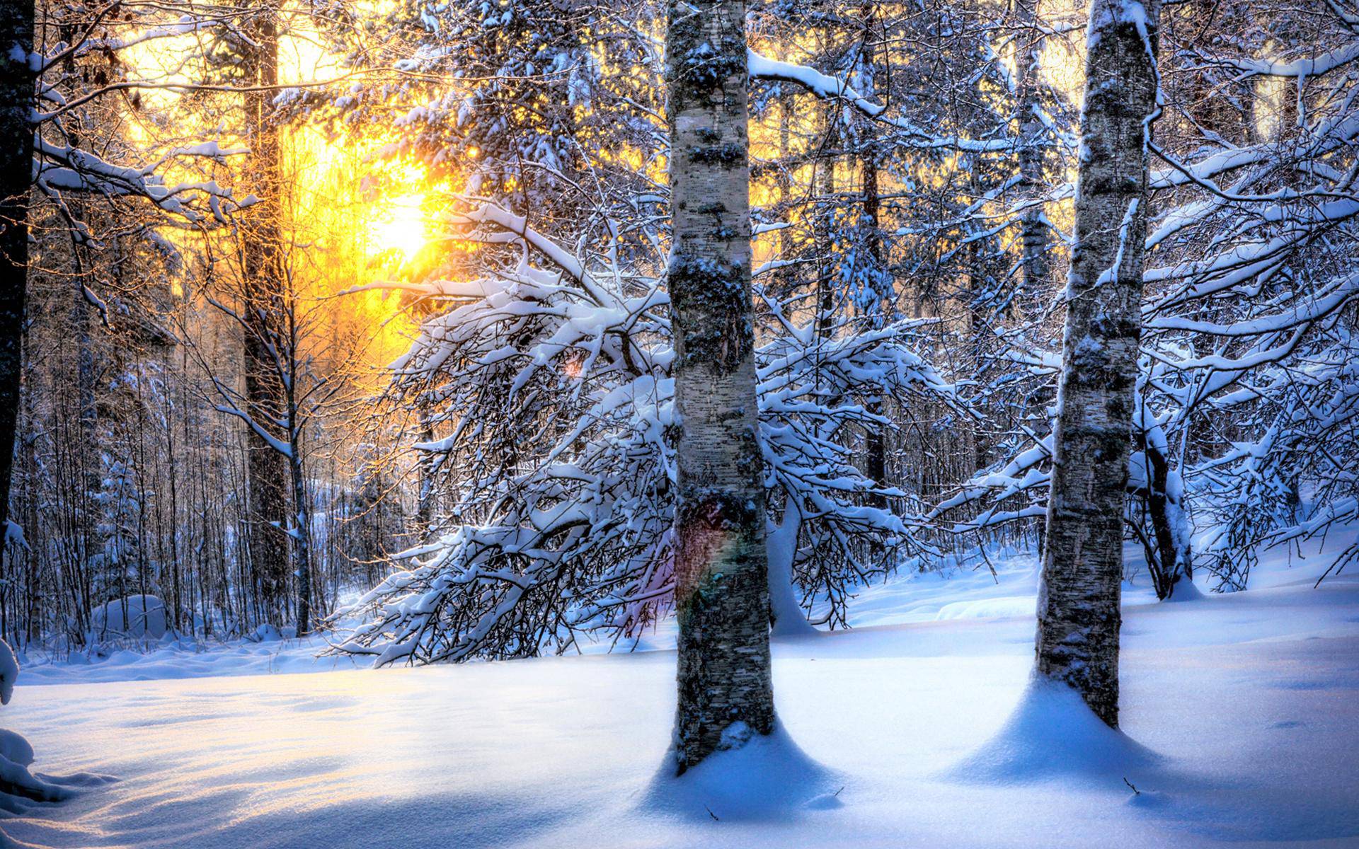 Wallpapers winter forest birches snowdrifts on the desktop