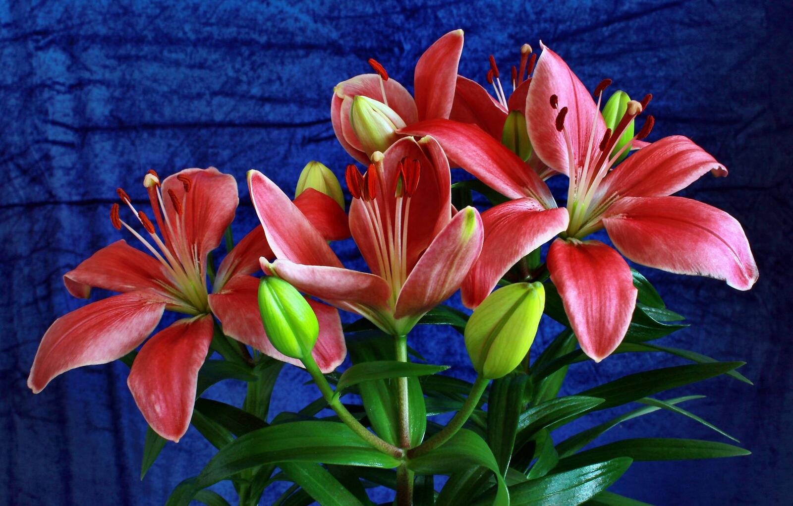 Wallpapers lilies flowers red flowers on the desktop