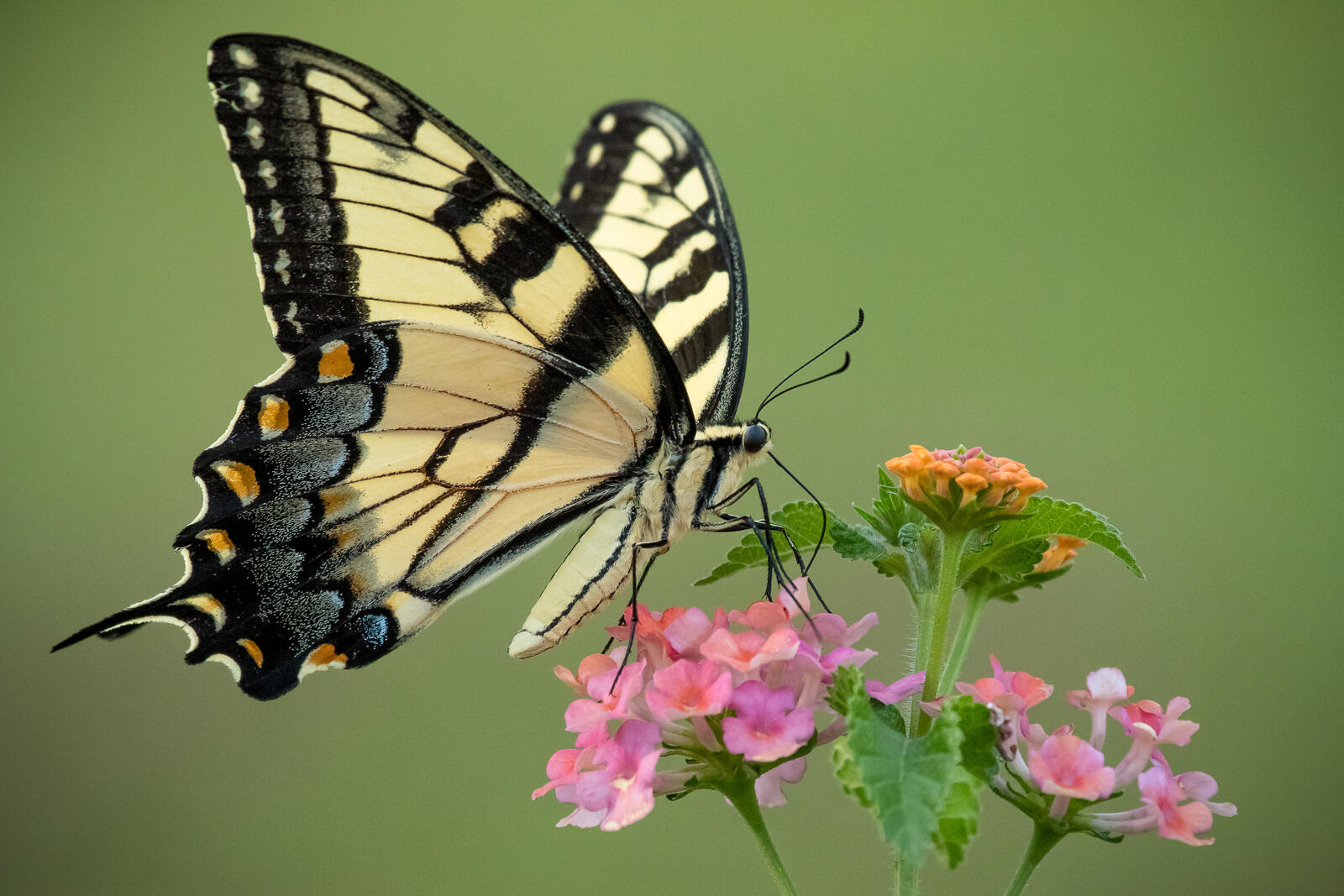 Wallpapers insects flowers butterfly on the desktop