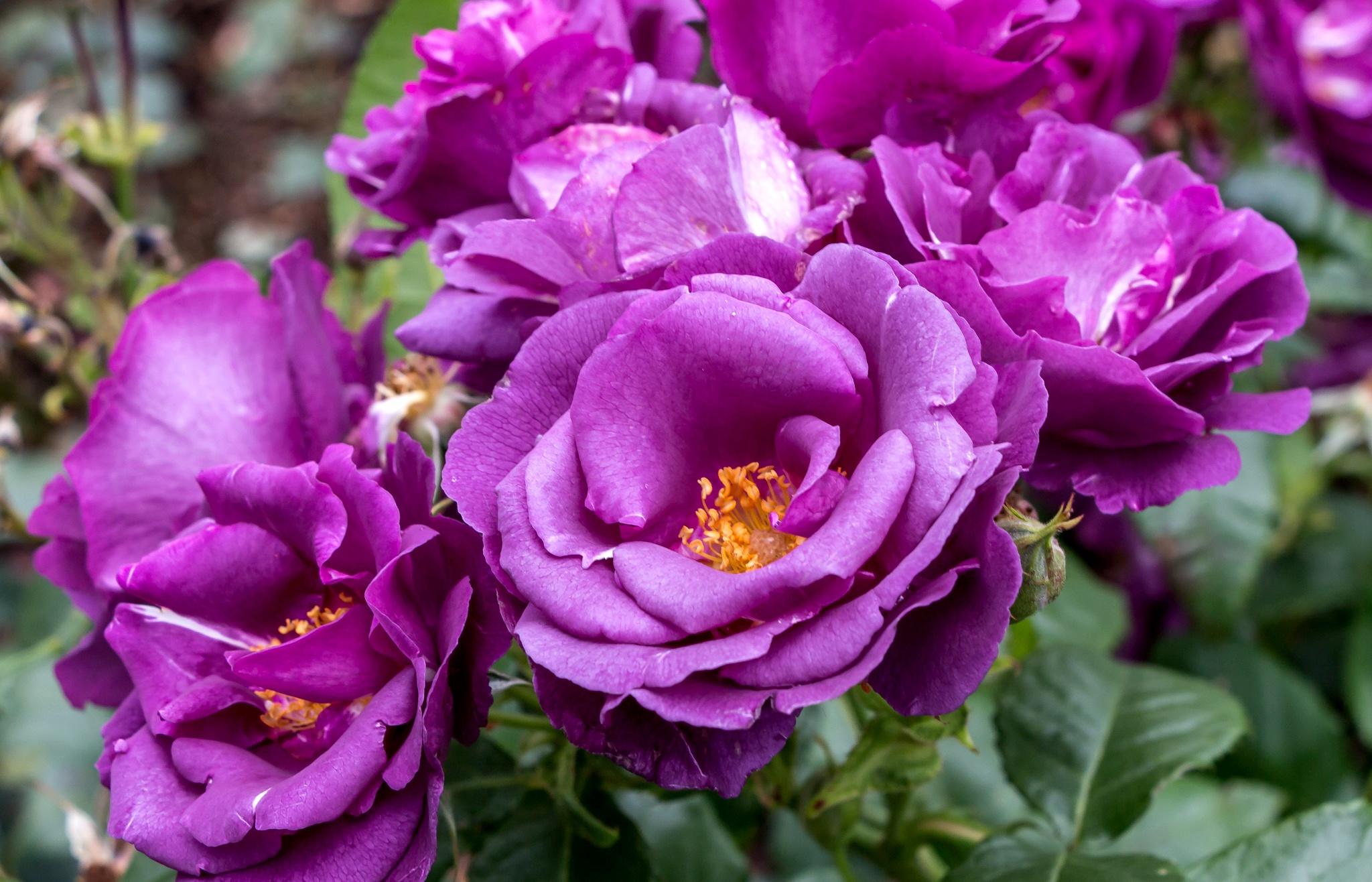 Обои розы лепестки лиловый на рабочий стол