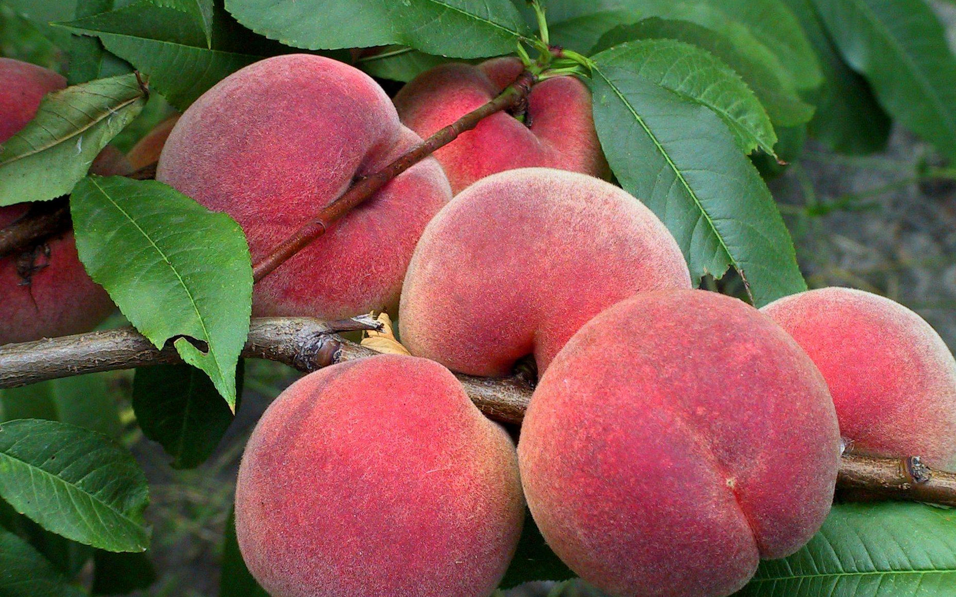 Обои фрукты персики плоды на рабочий стол