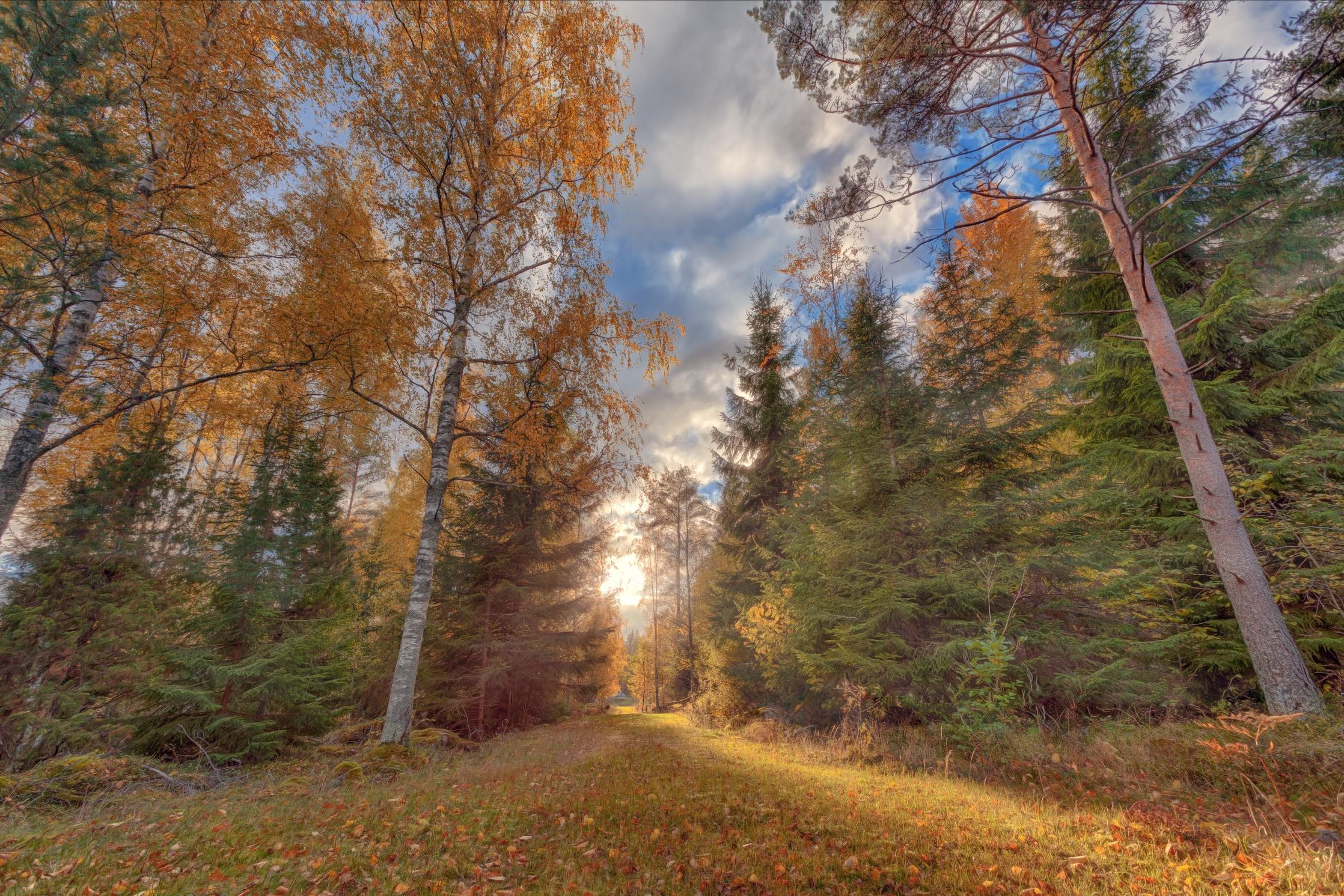 Фото бесплатно лес, опавшие листья, дорога по лесу