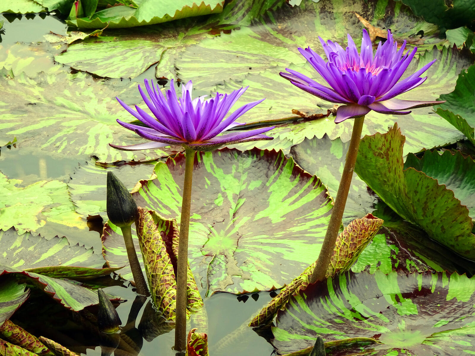 Wallpapers water lily two flower flowers blue on the desktop