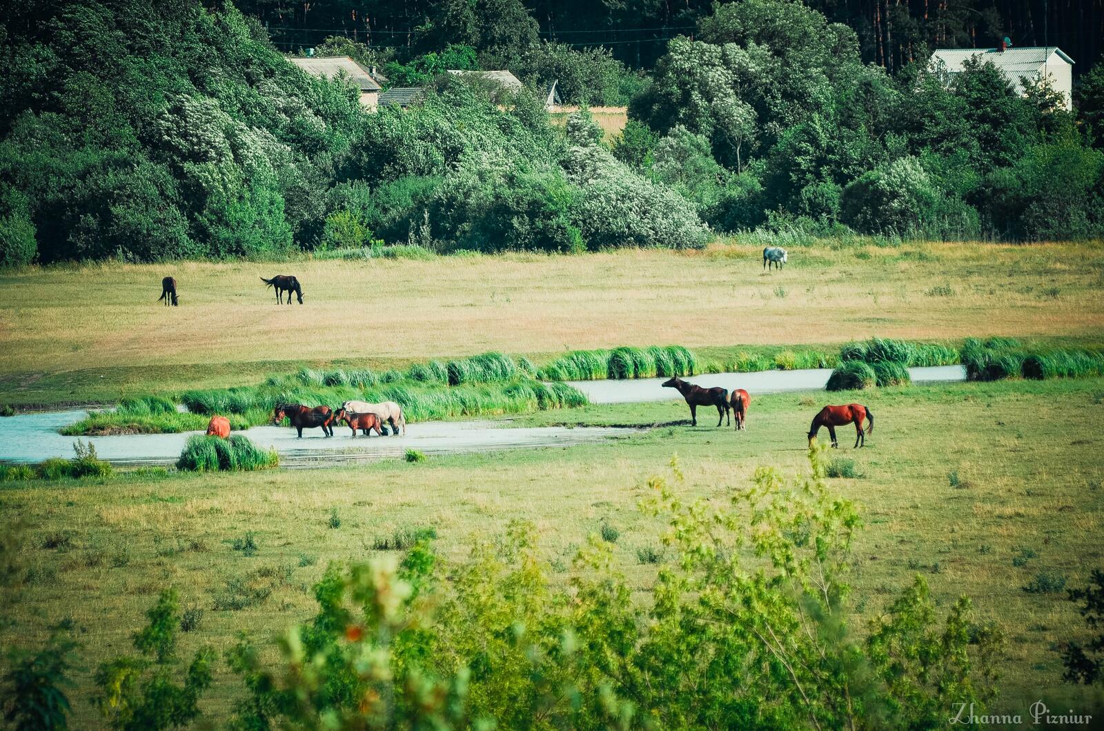 Wallpapers horses pasture animals on the desktop