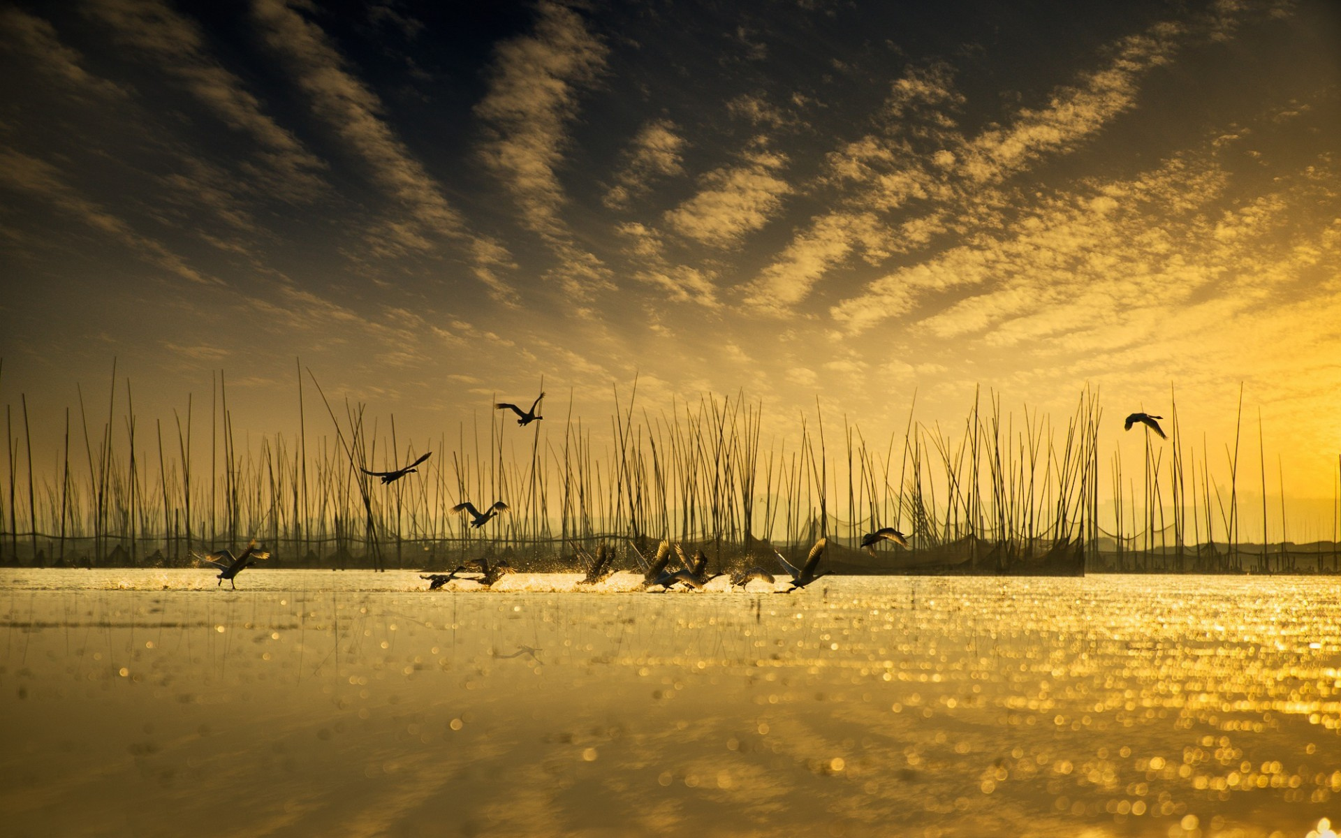 Wallpapers lake flock geese on the desktop