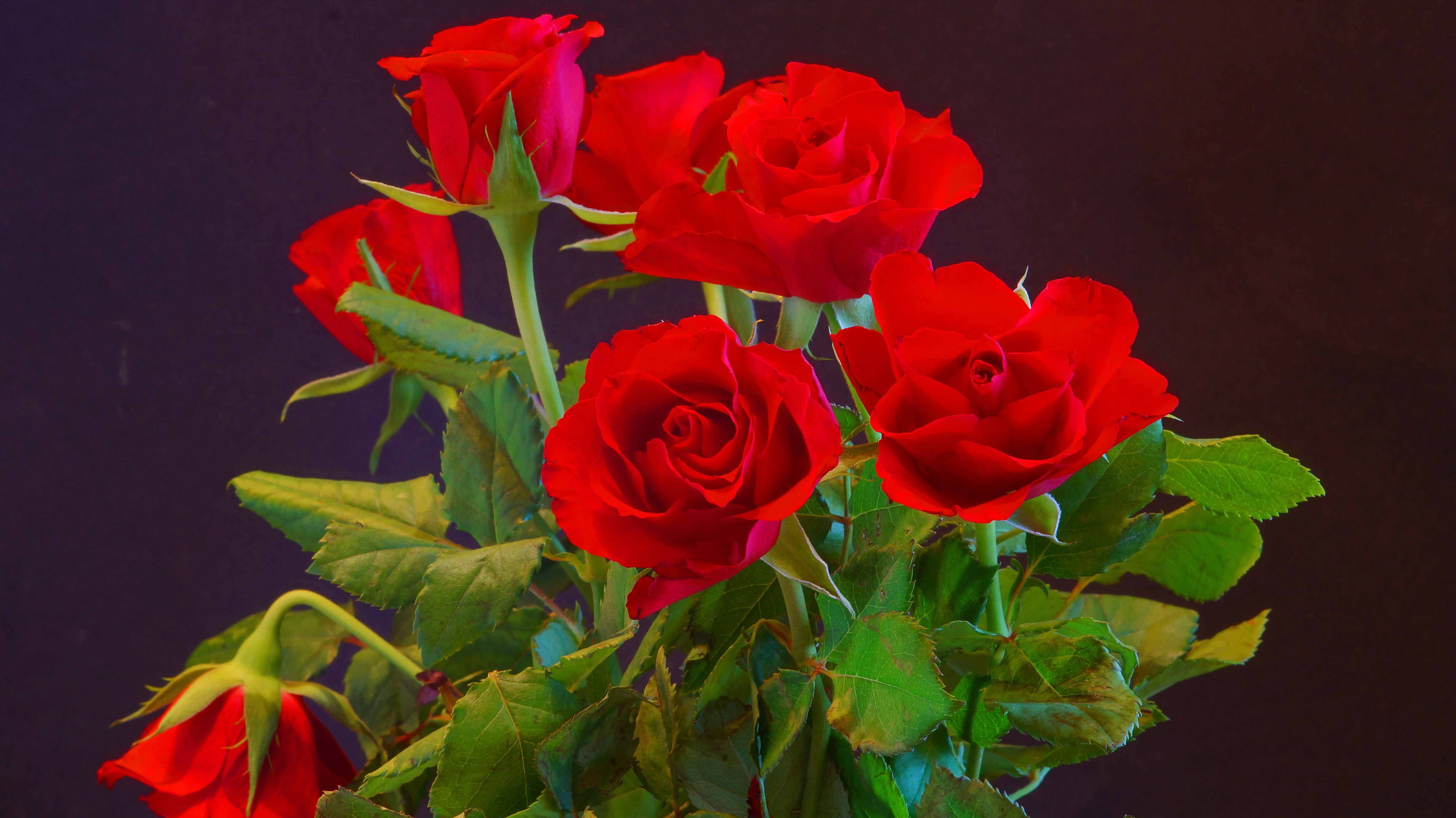 Обои красные цветы роза флора на рабочий стол