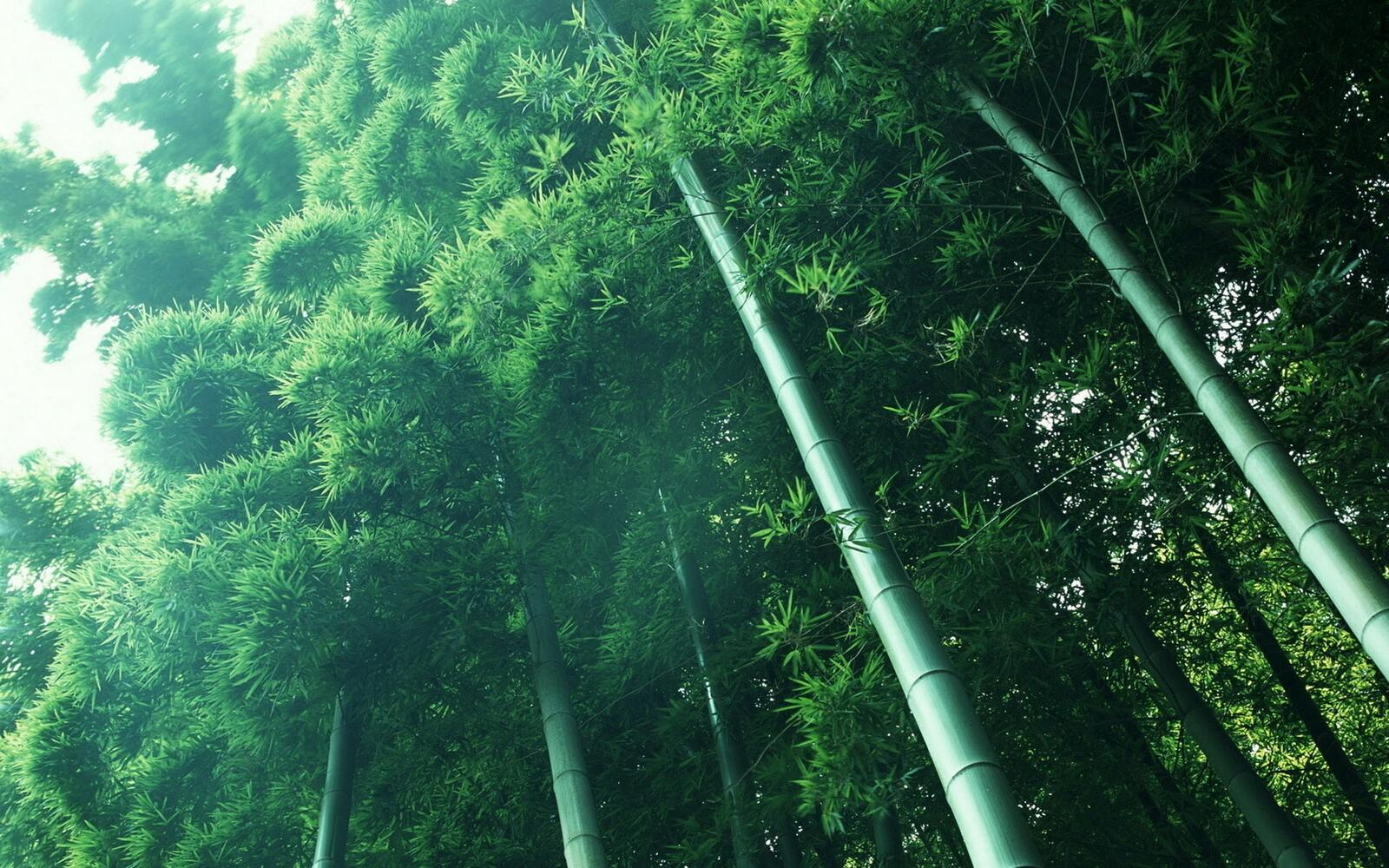 Обои зелень трава бамбук на рабочий стол