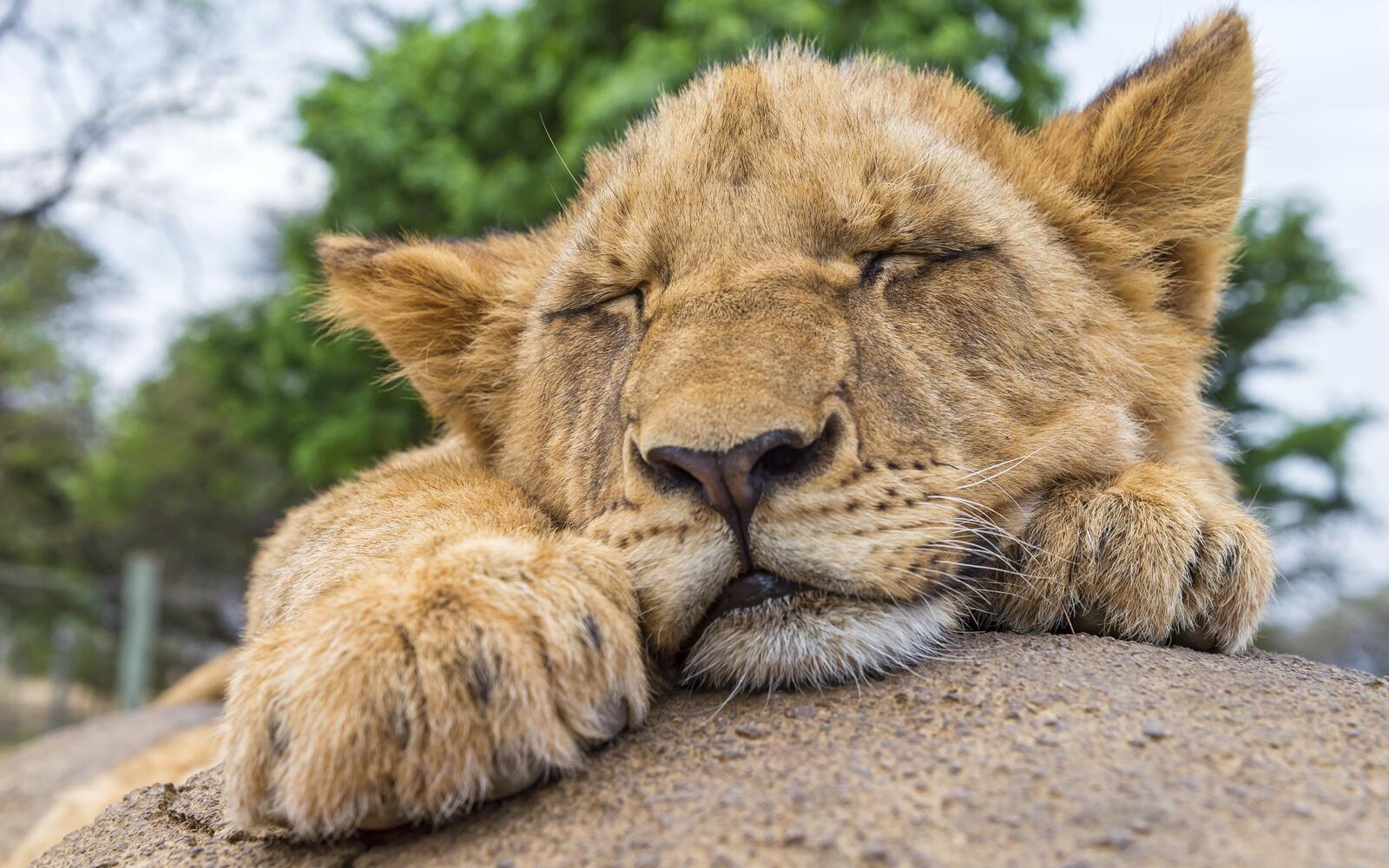 Wallpapers lion cub sleep face on the desktop