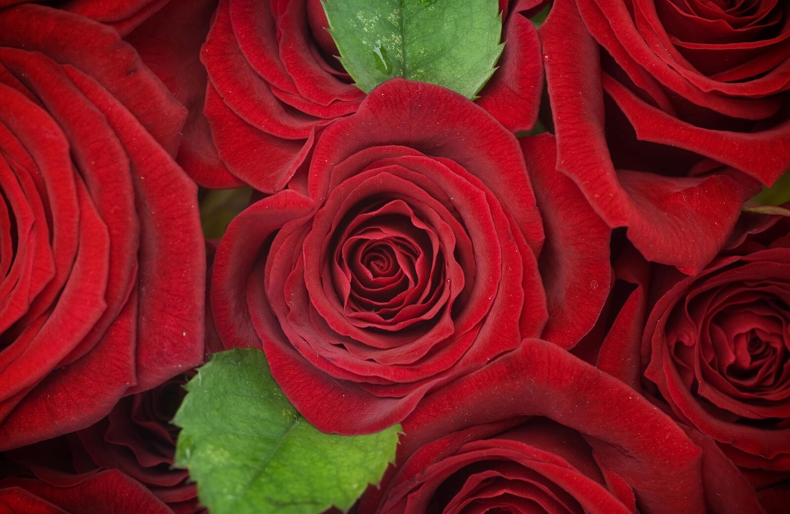 Бесплатное фото Скачать заставку цветок, розы на телефон бесплатно