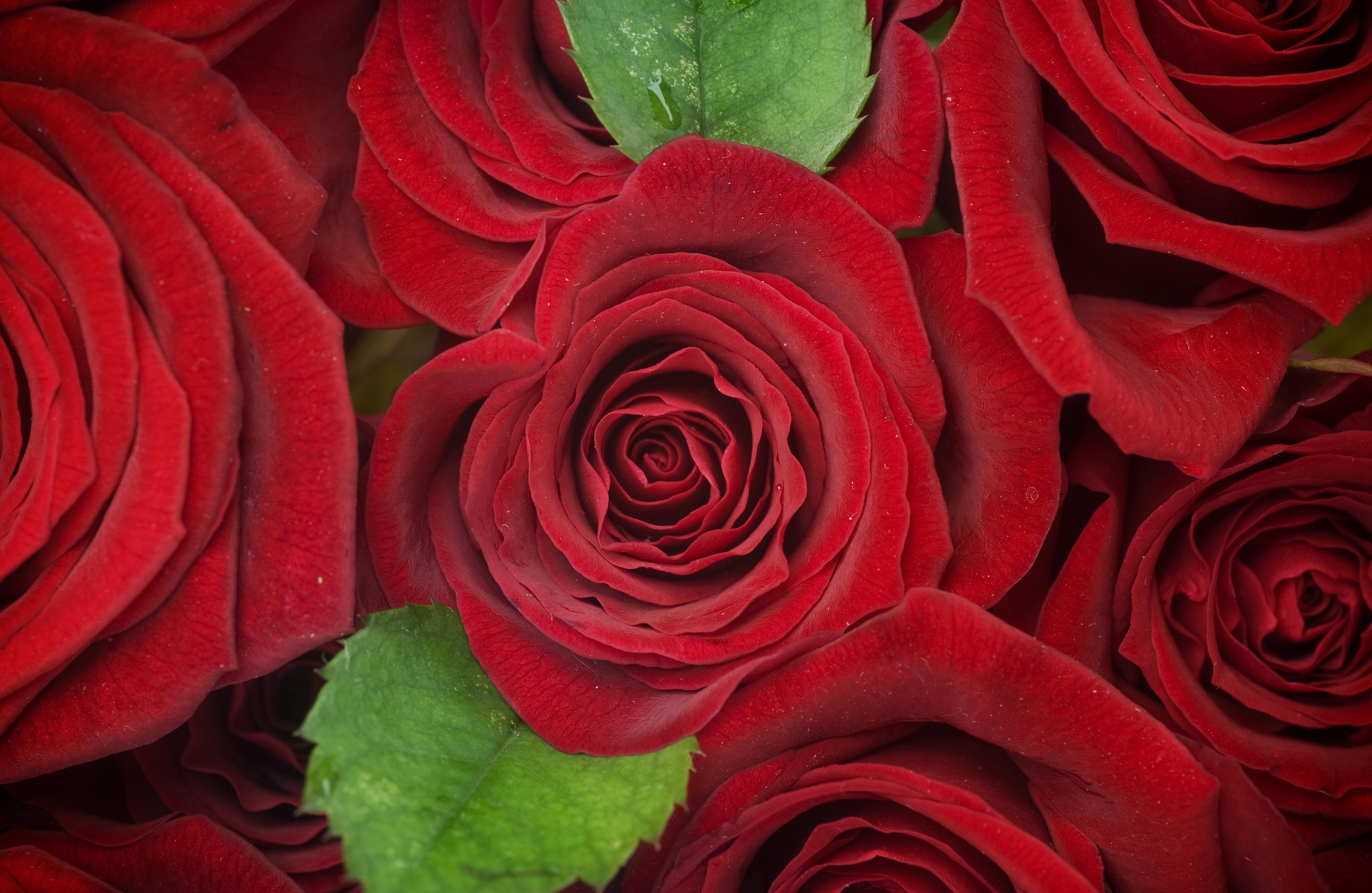 免费照片在手机上免费下载花朵、玫瑰屏幕保护程序
