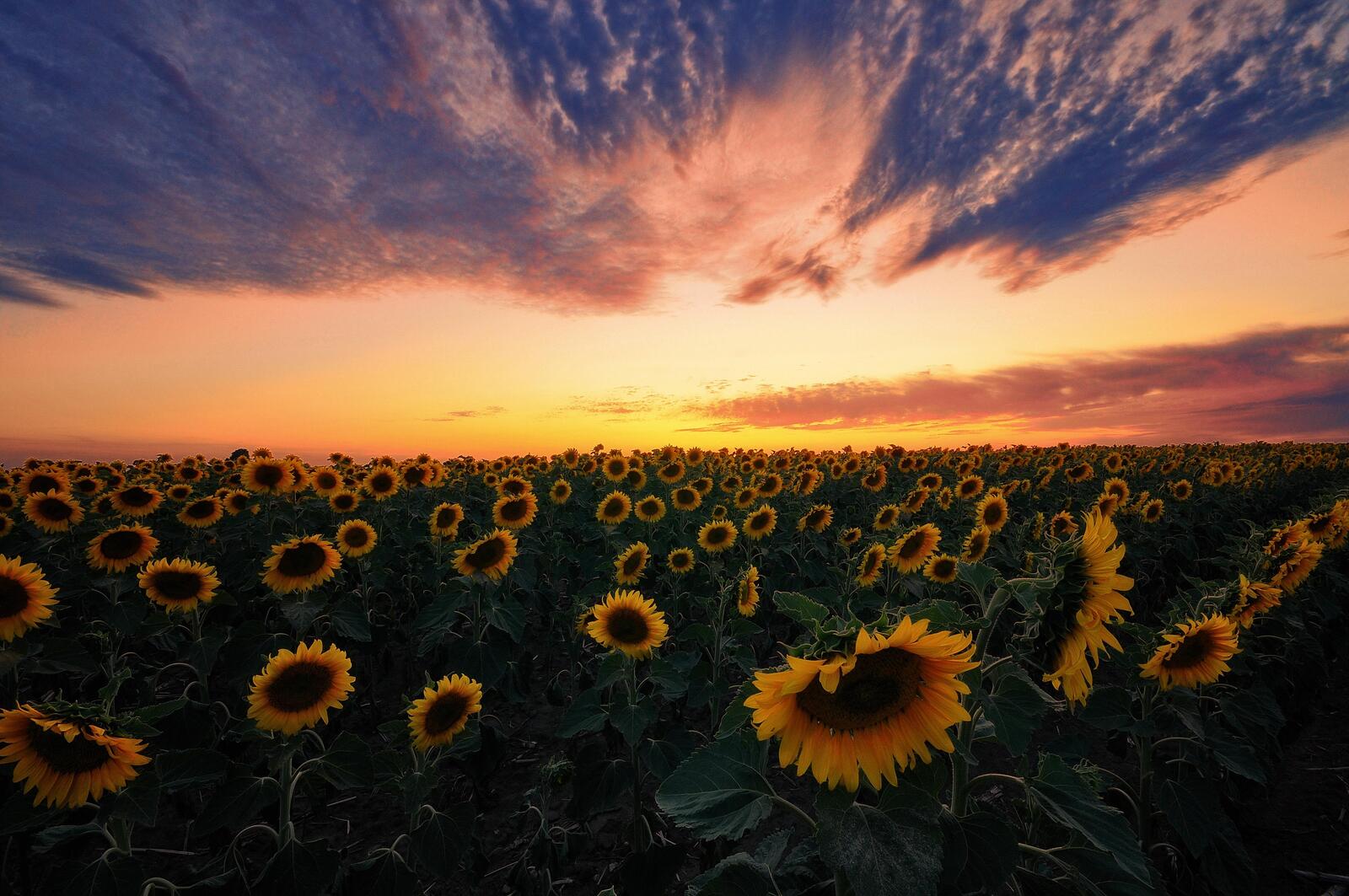 Wallpapers sunset field sunflower field on the desktop
